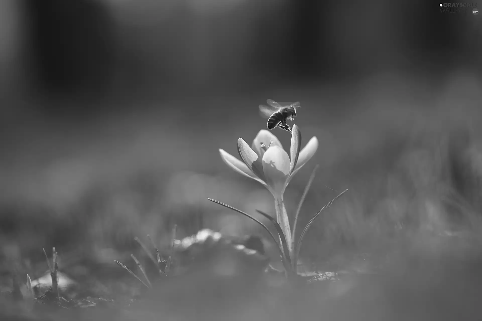 bee, lilac, crocus