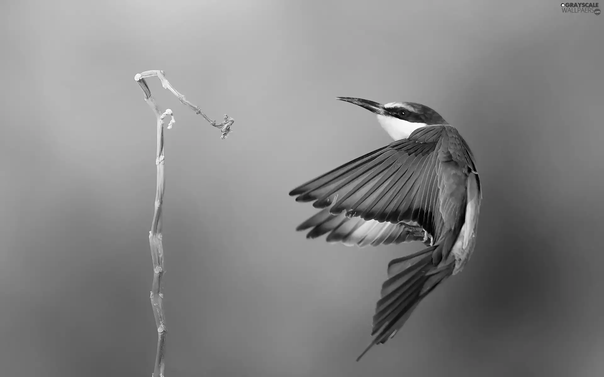 bee-eater