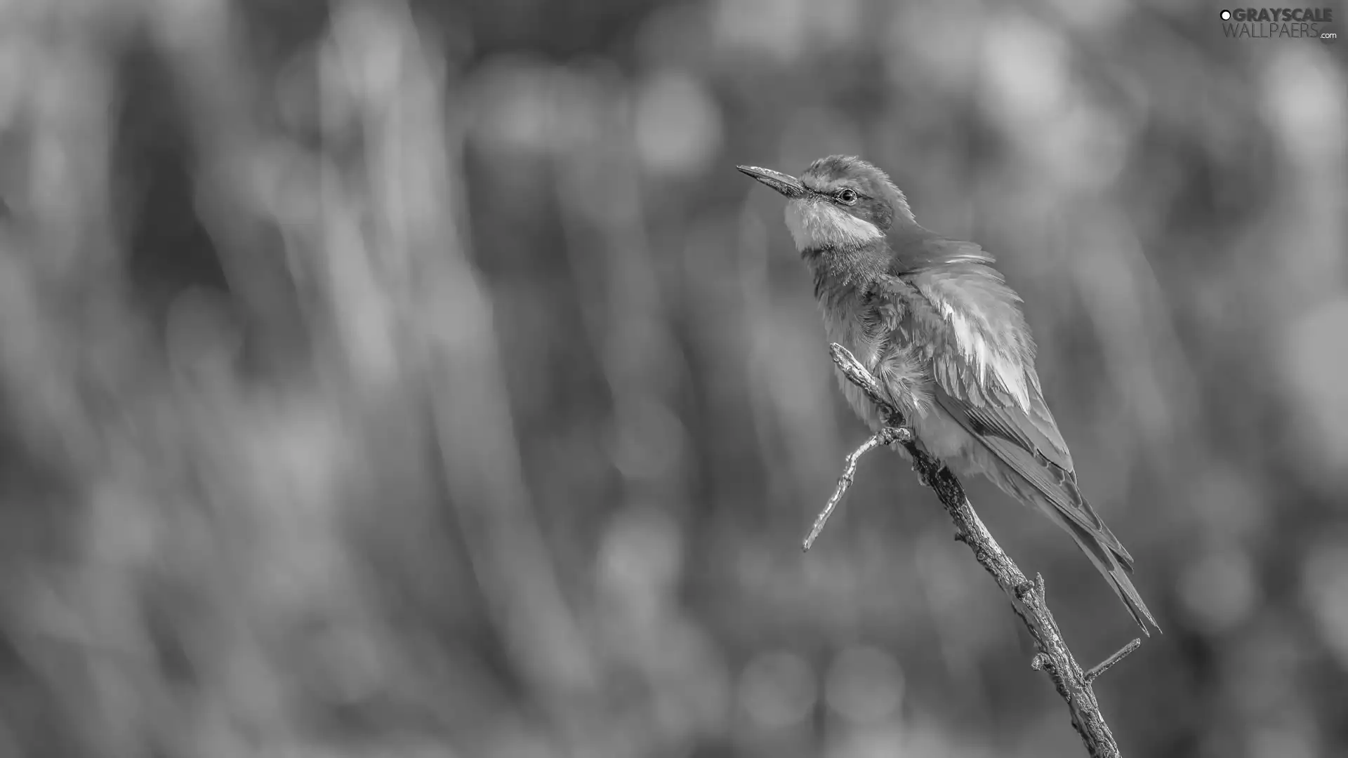 color, bee-eater, twig, Bird