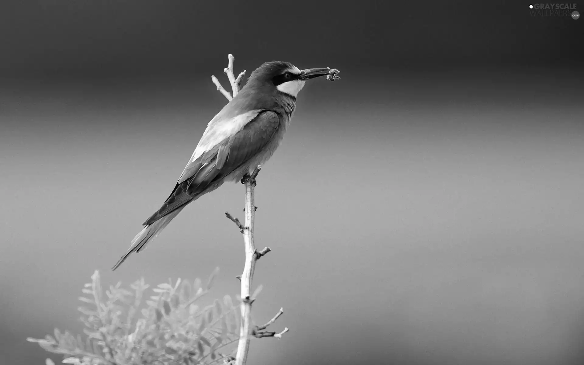 bee-eater