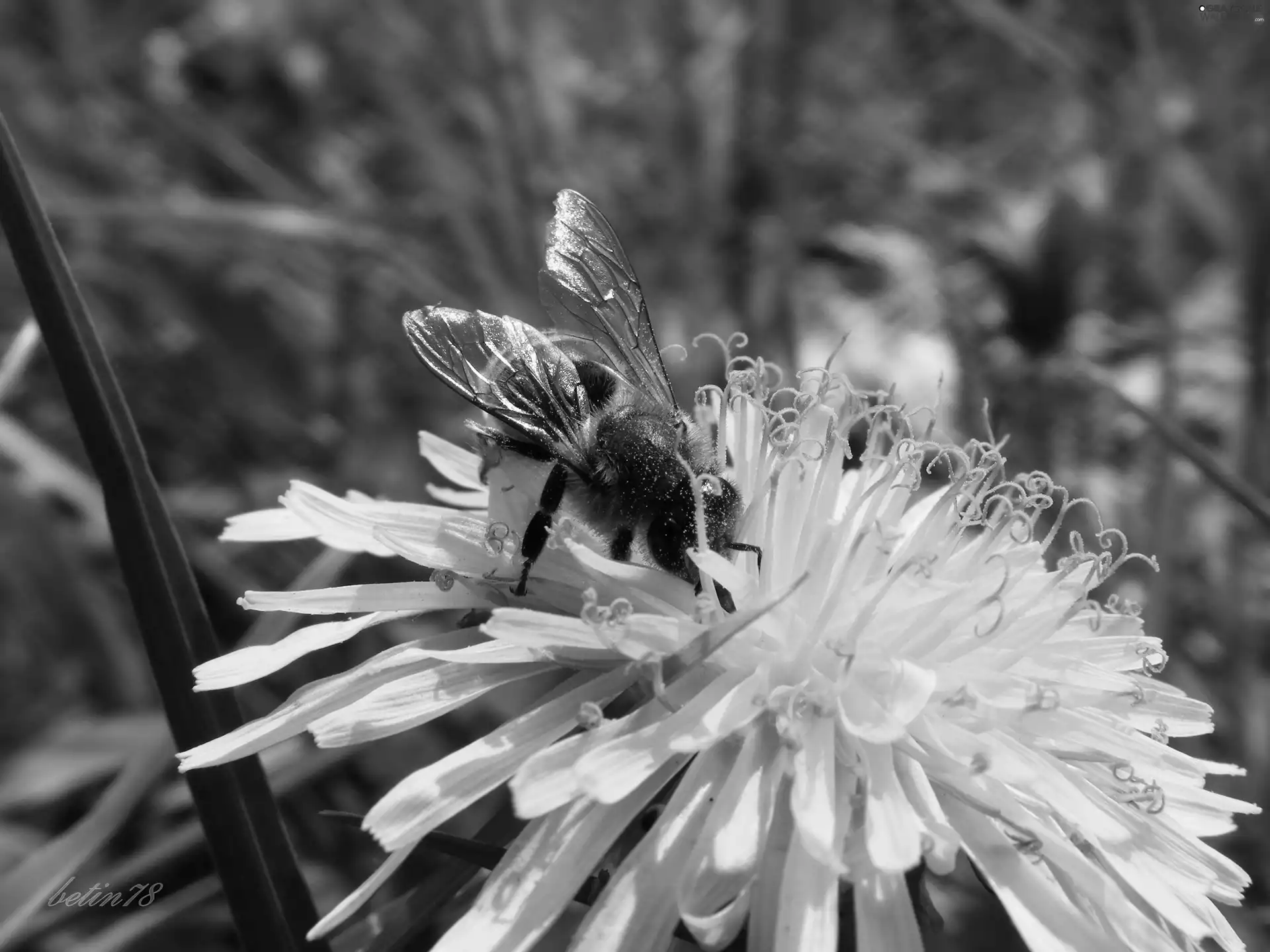 Colourfull Flowers, Insect, bee