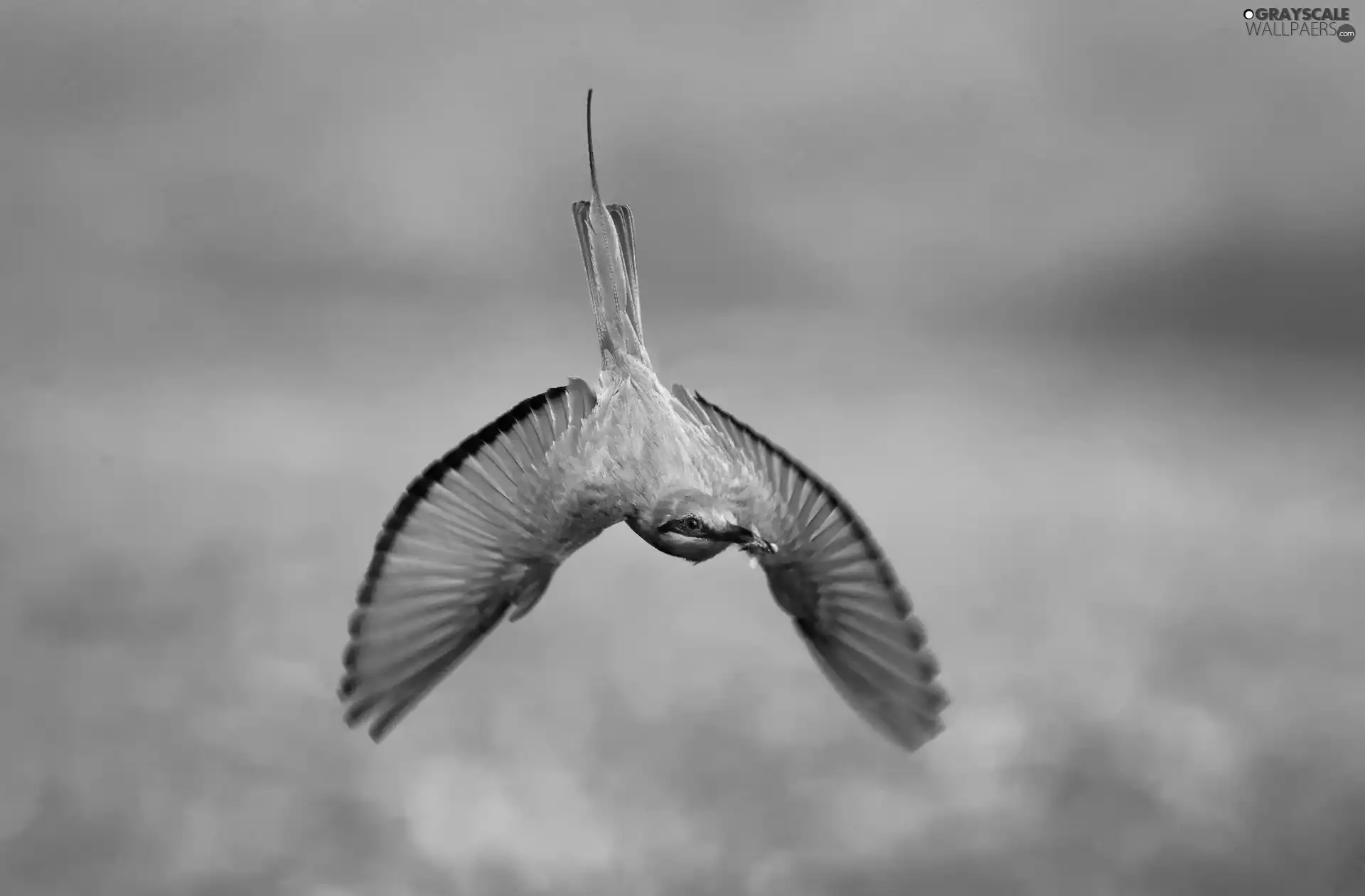 bee-eater, fly