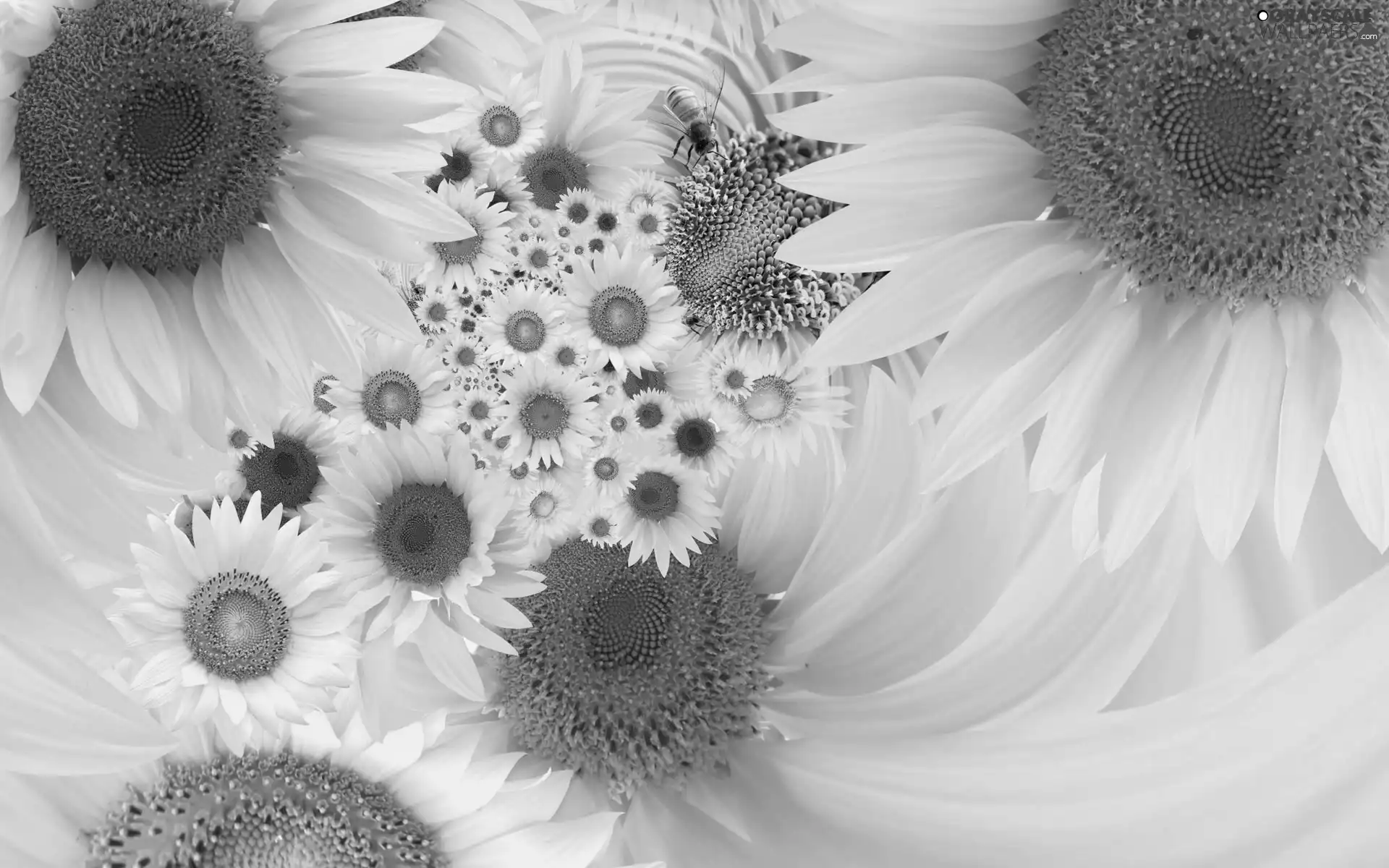 Sunflower, Insect, bee, Nice sunflowers
