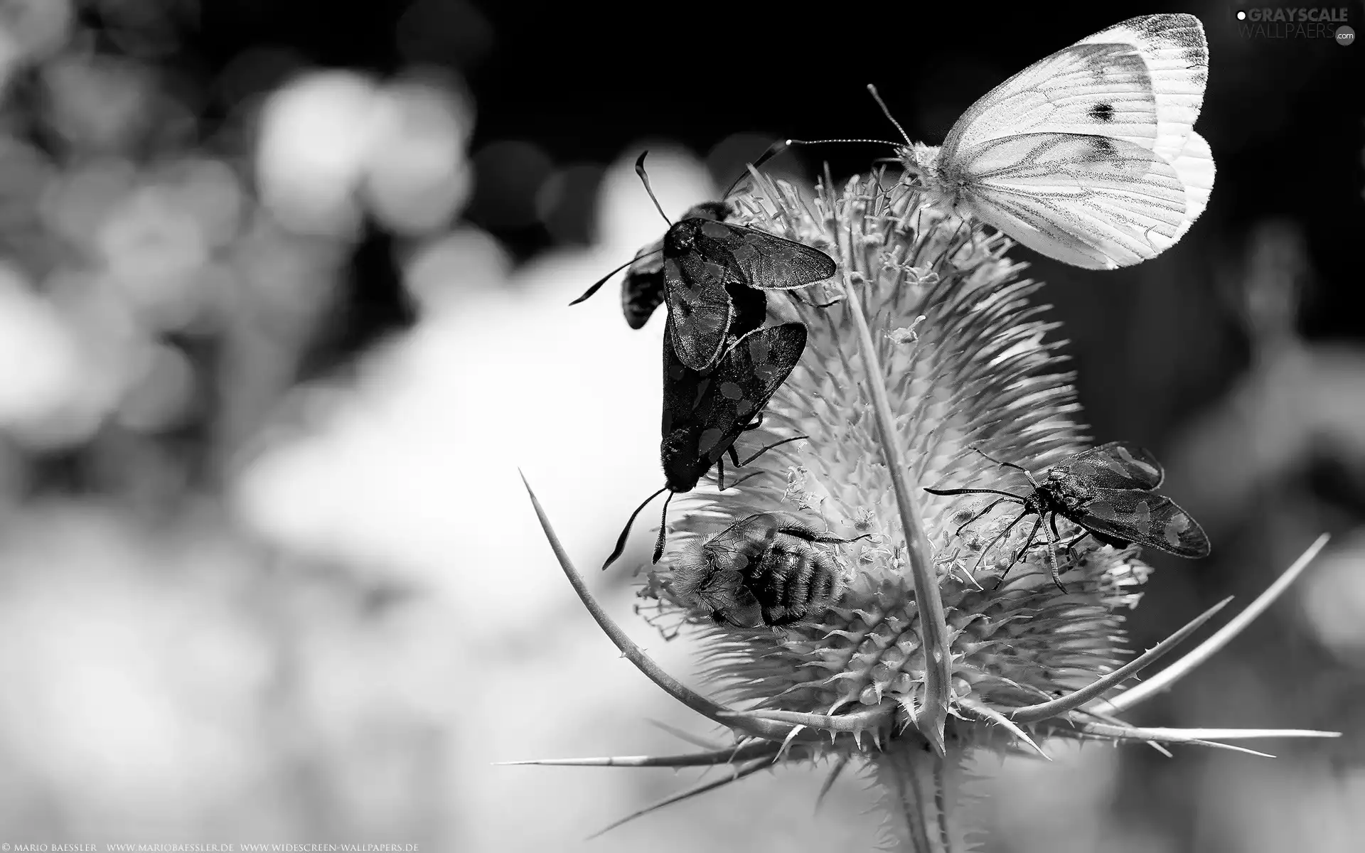 teasel, butterfly, bee, insects