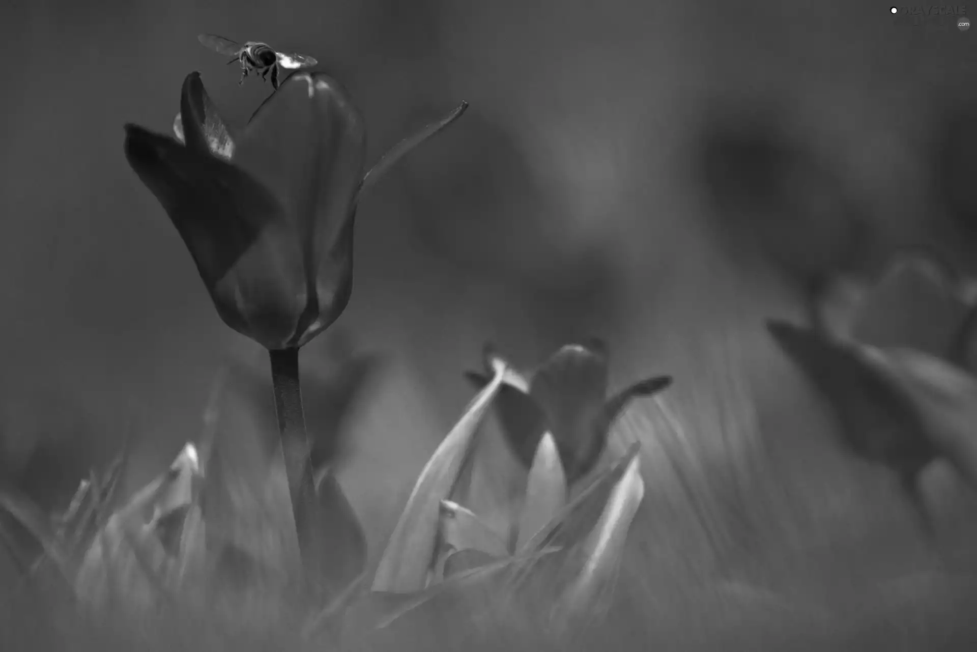 bee, Red, Tulips