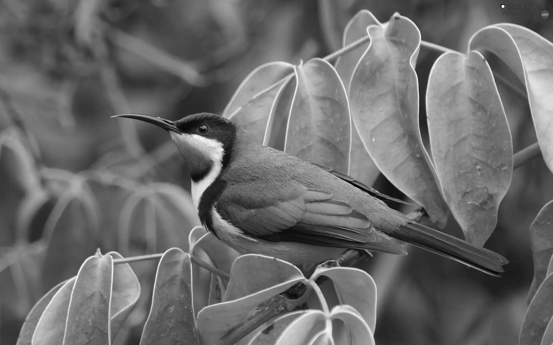bee-eater, Twigs
