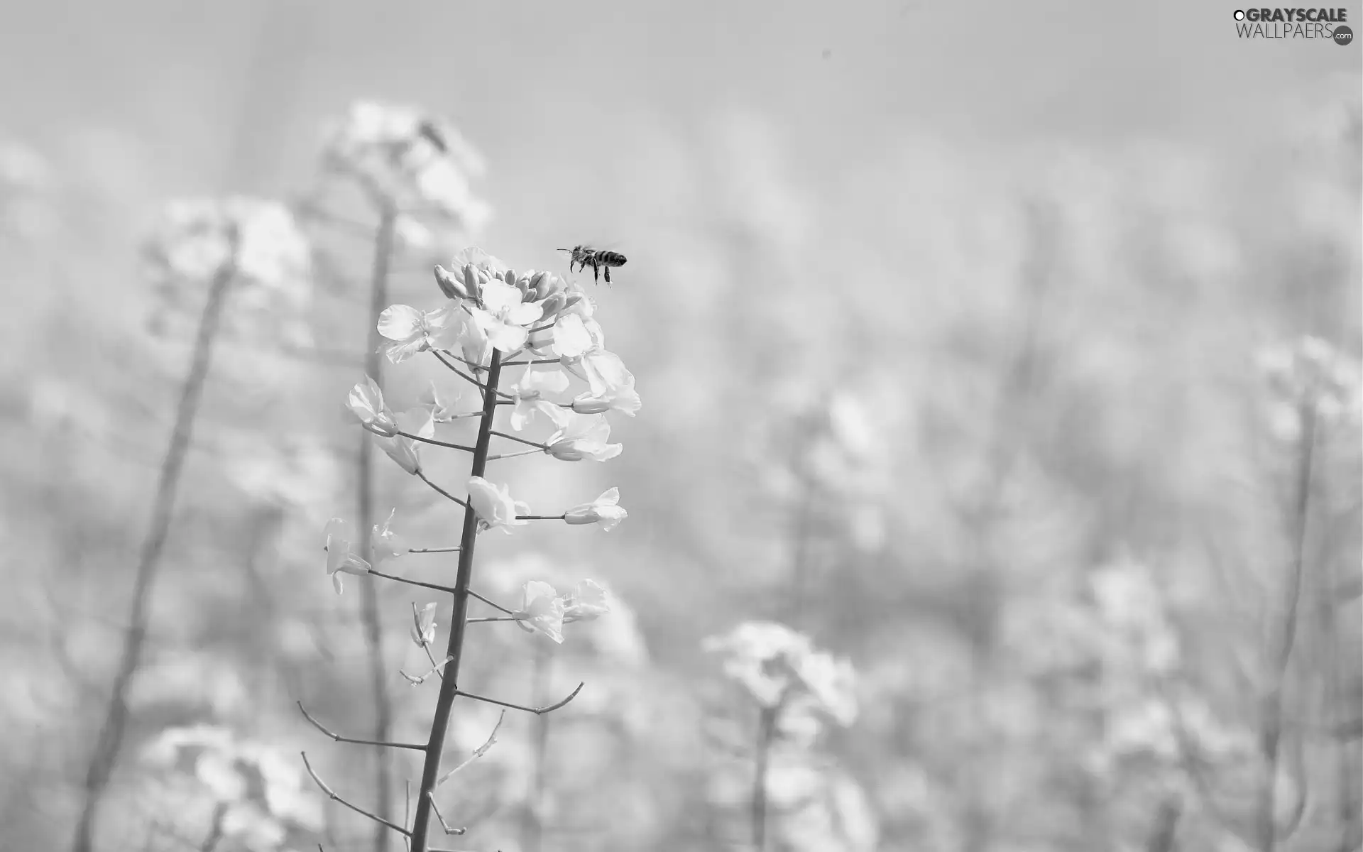 Yellow, rape, Bee, Flowers