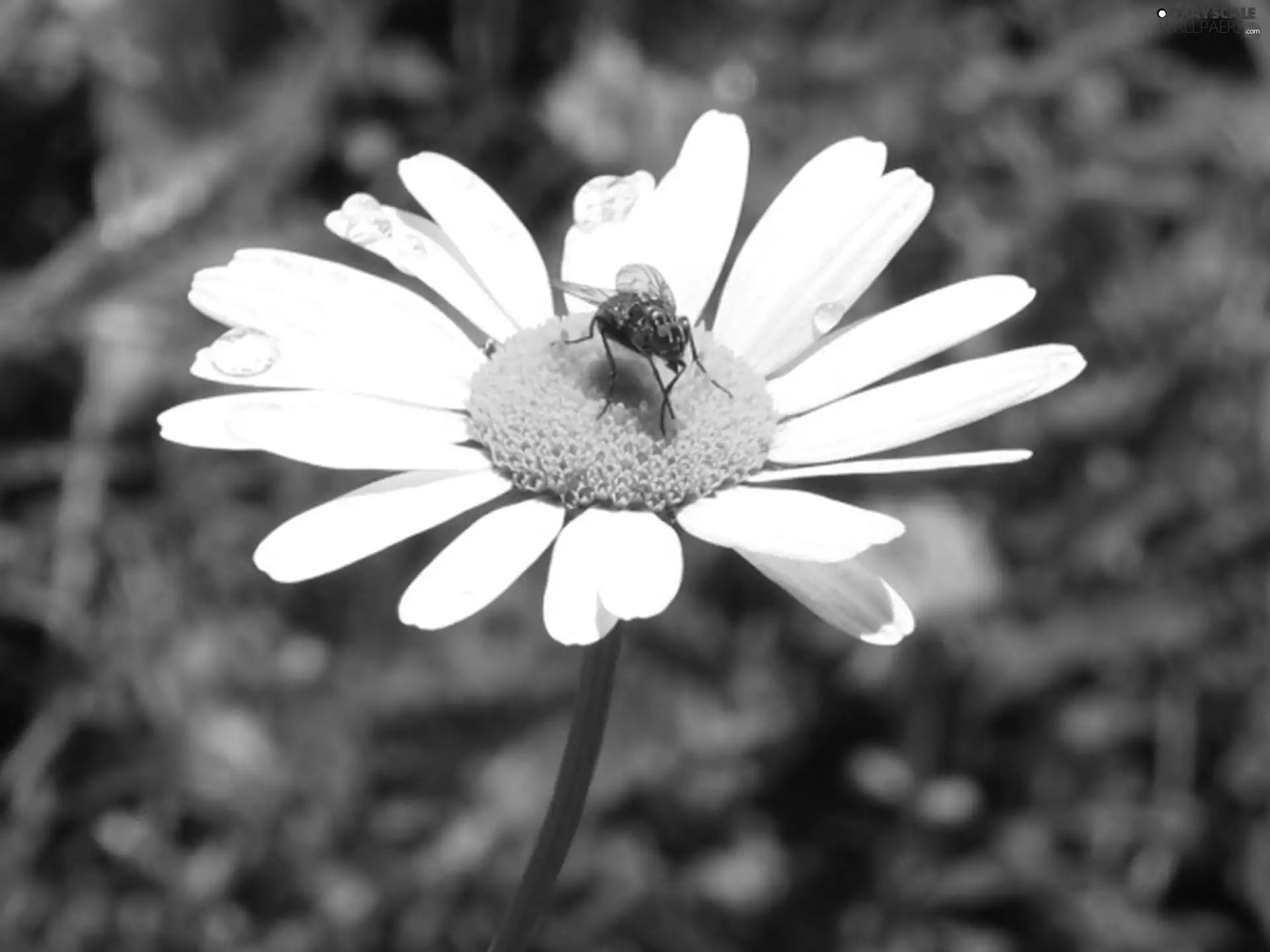 Daisy, pyrethrum