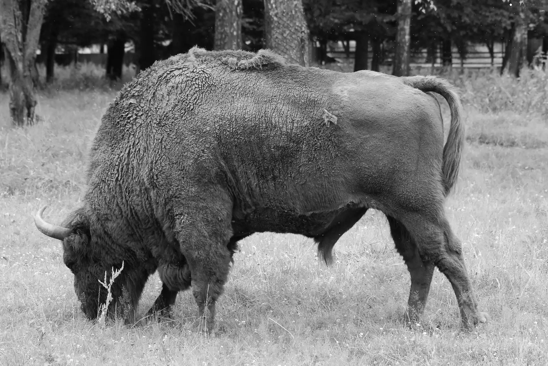 Beer - Żubr, grass