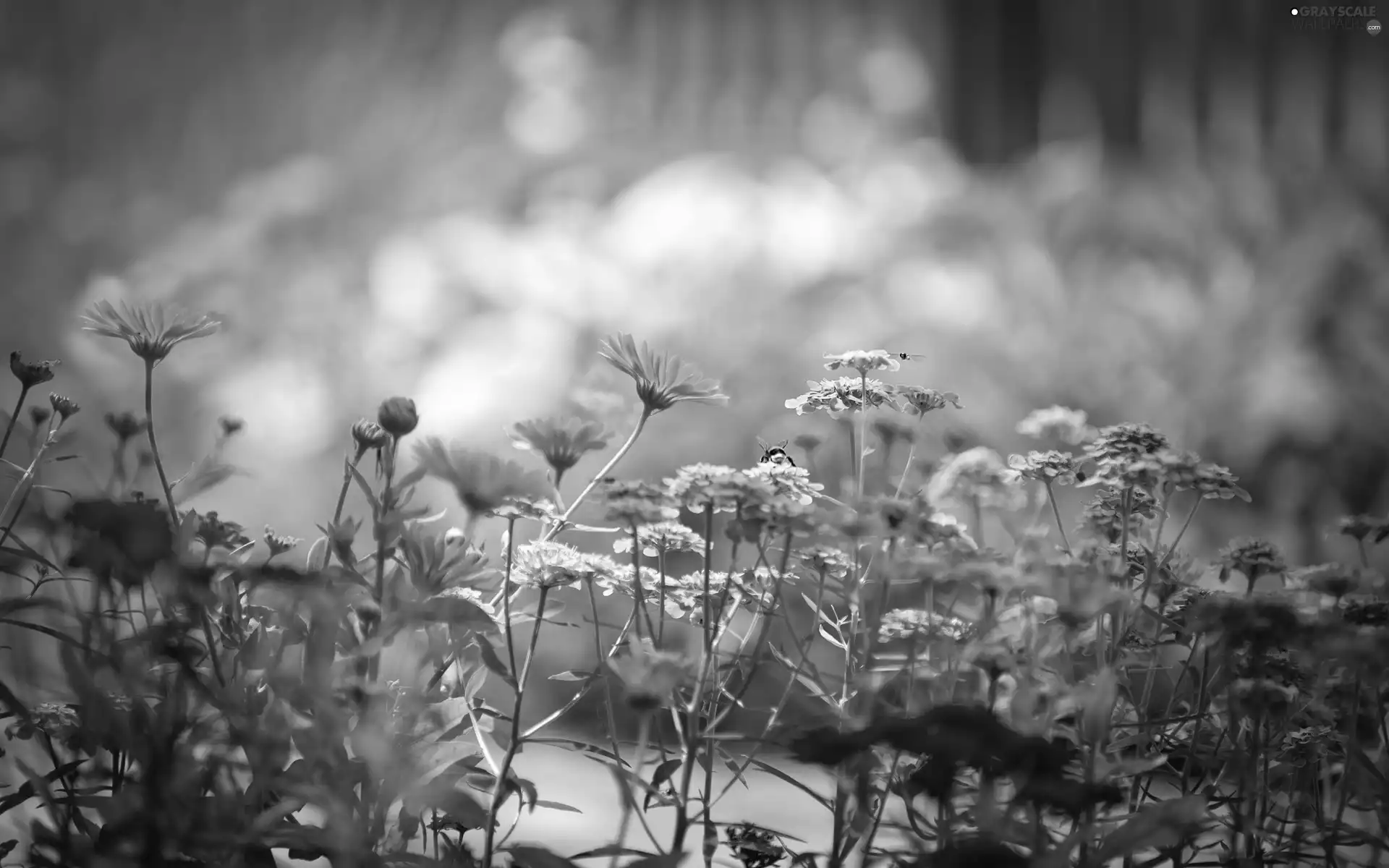 flowers, bees