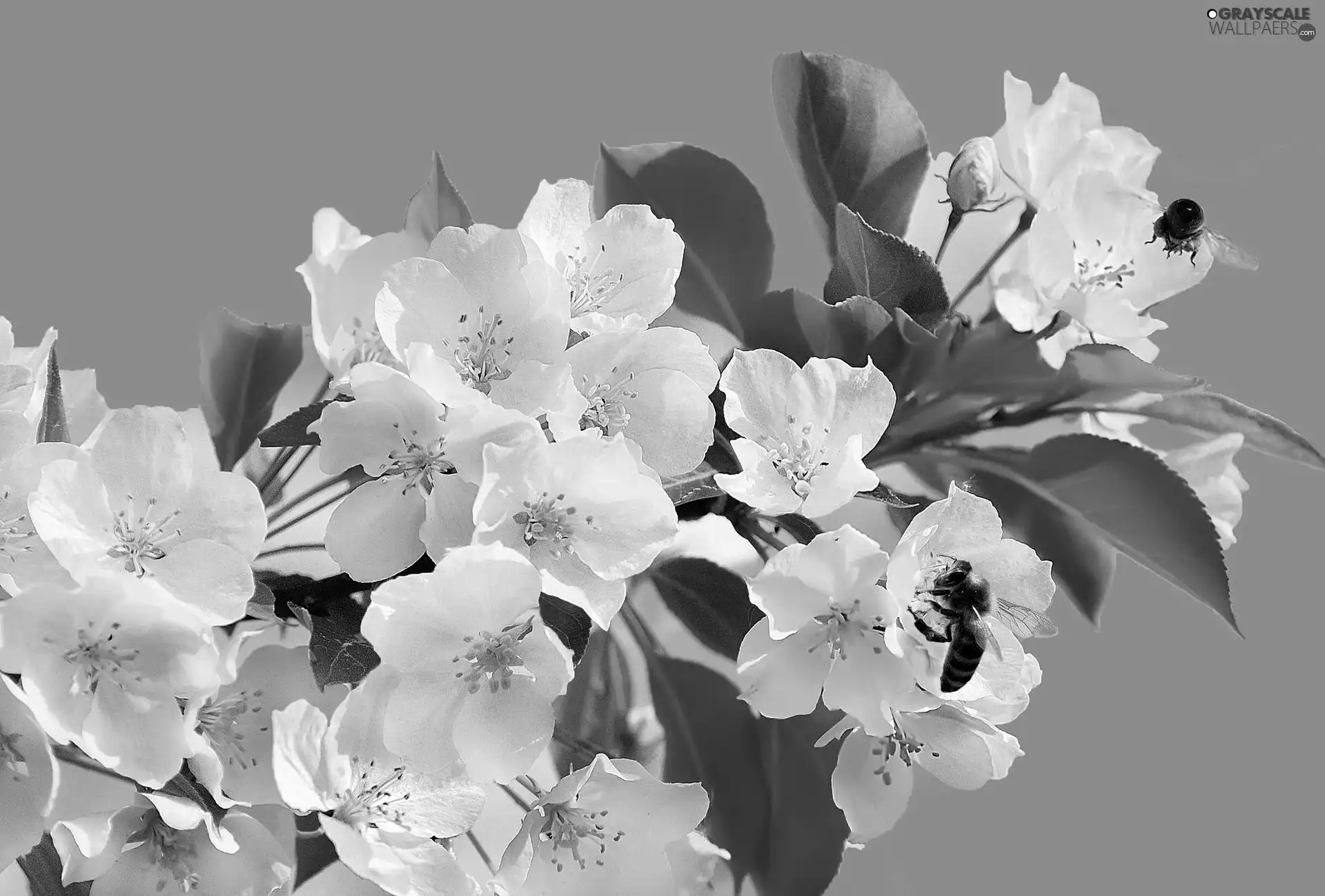 White, Spring, Bees, Flowers