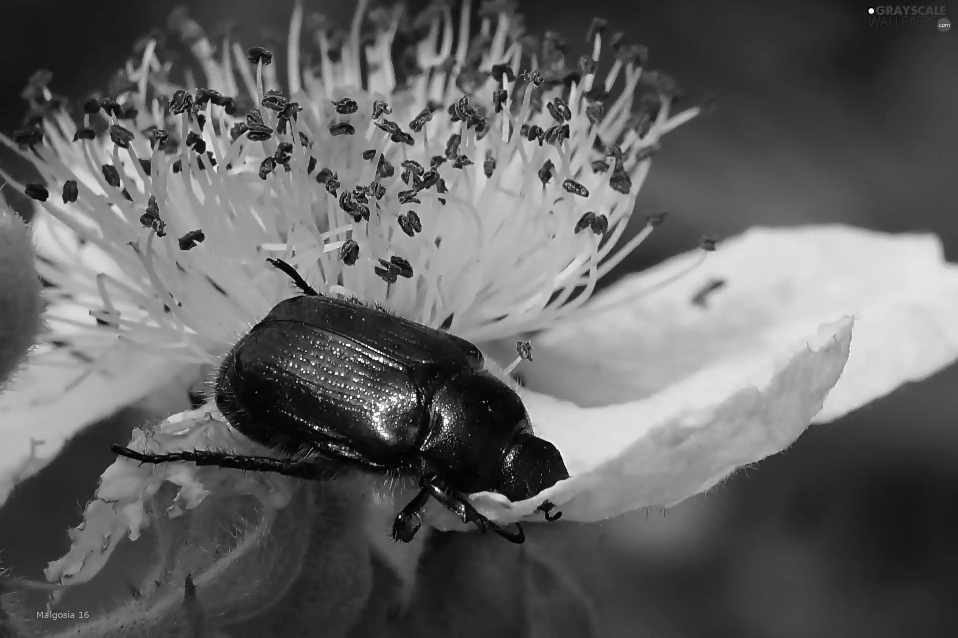 Colourfull Flowers, Insect, beetle