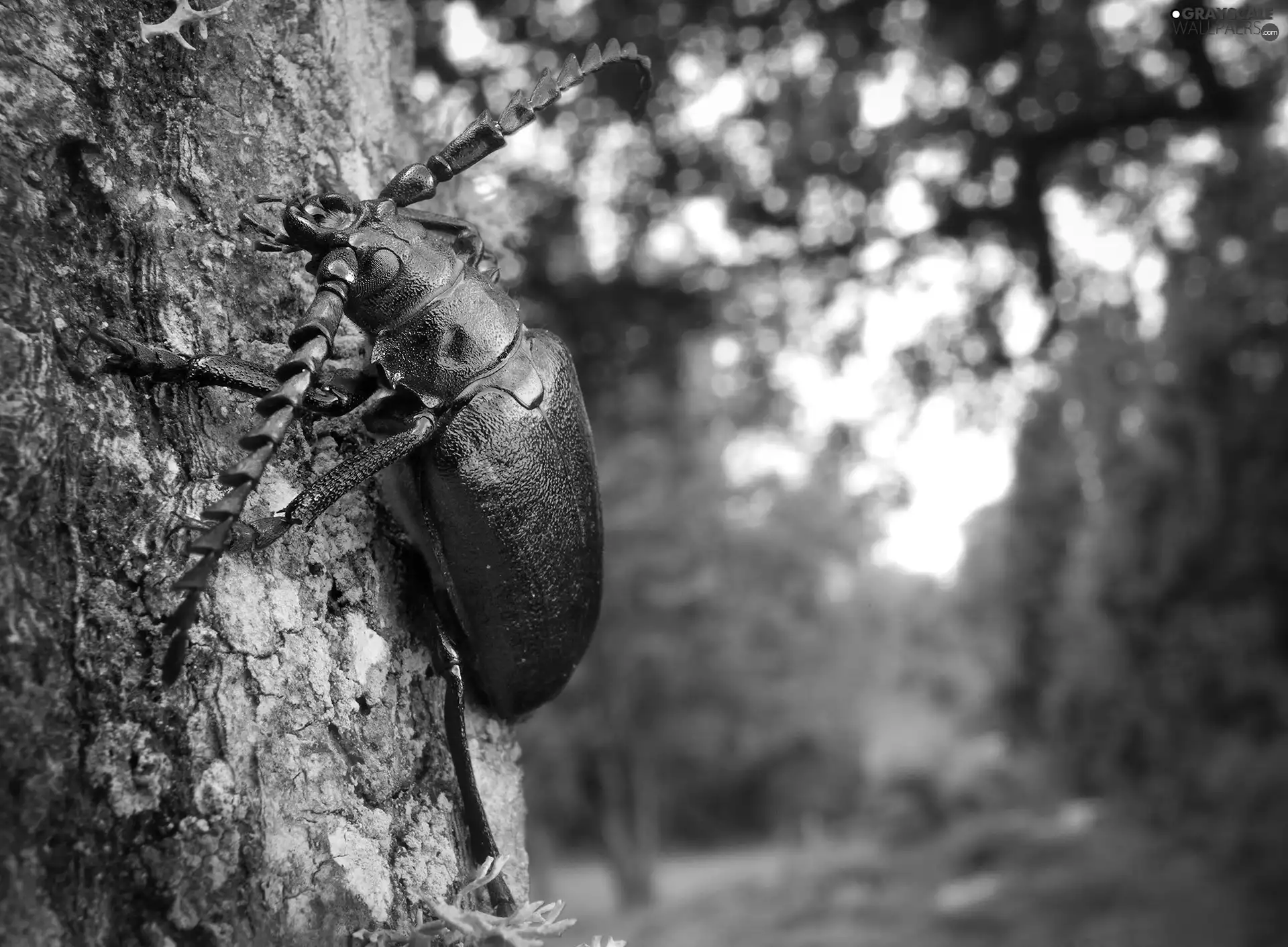 beetle, cork, trees