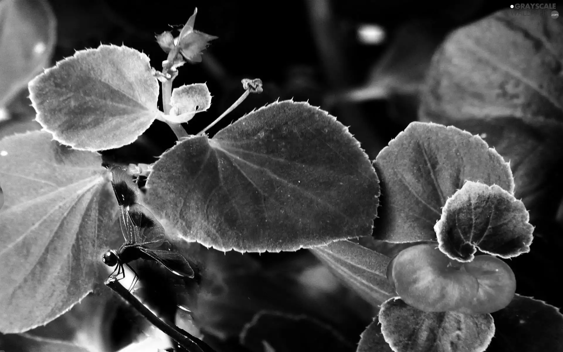 begonia
