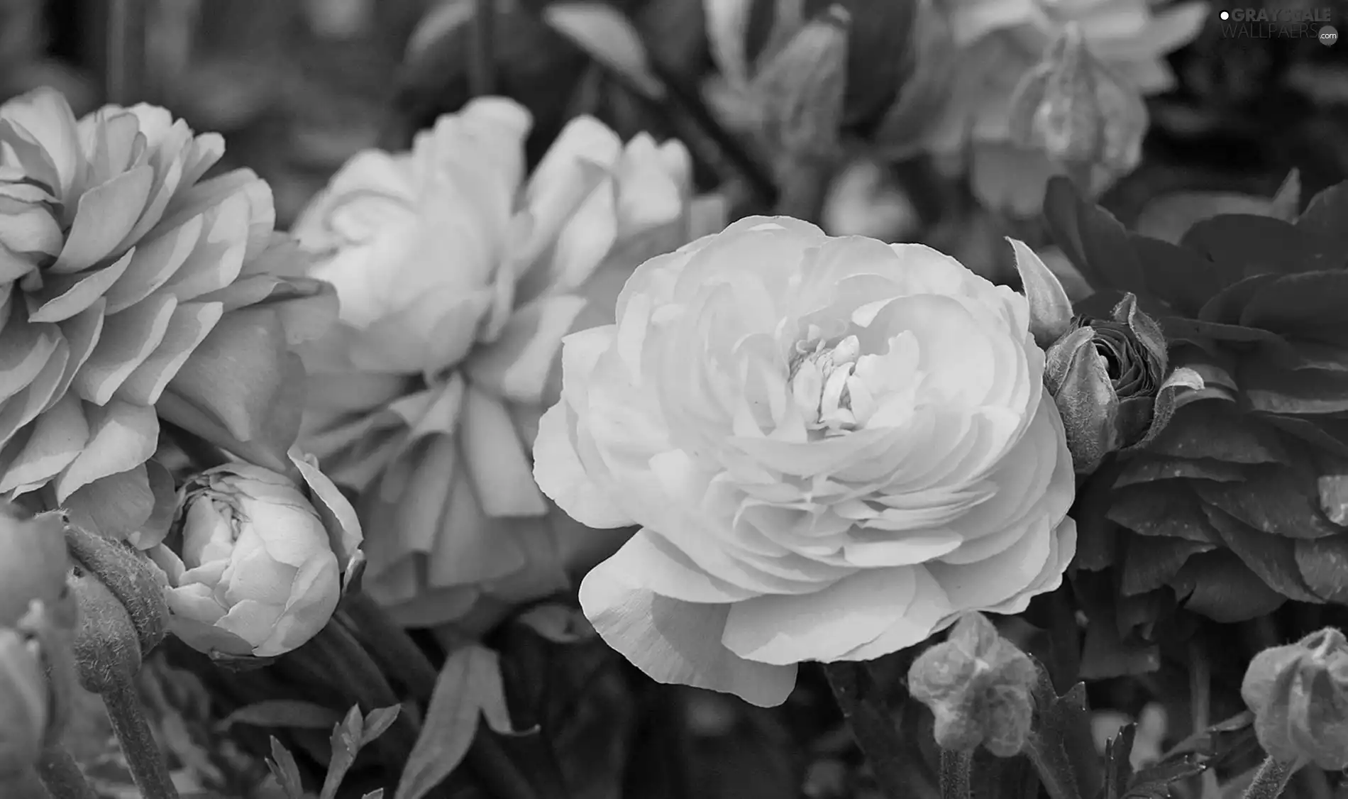color, Begonias