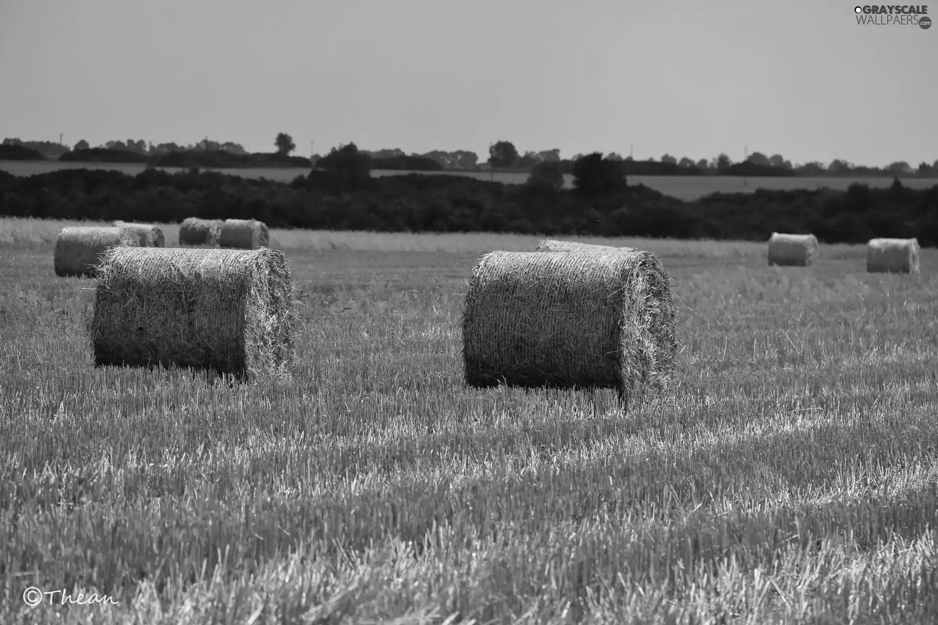 Bele, summer, Reaped, corn, Field