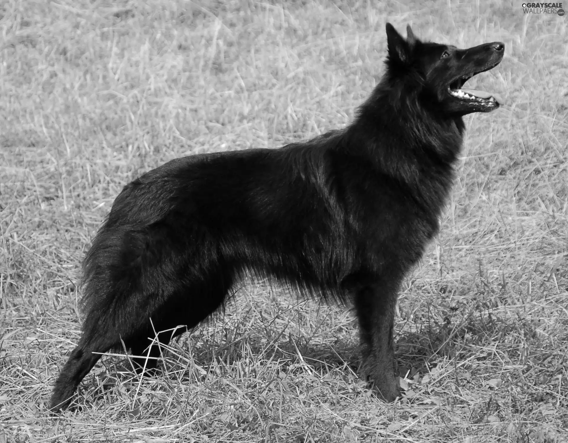 Black, Belgian Shepherd Groenendael