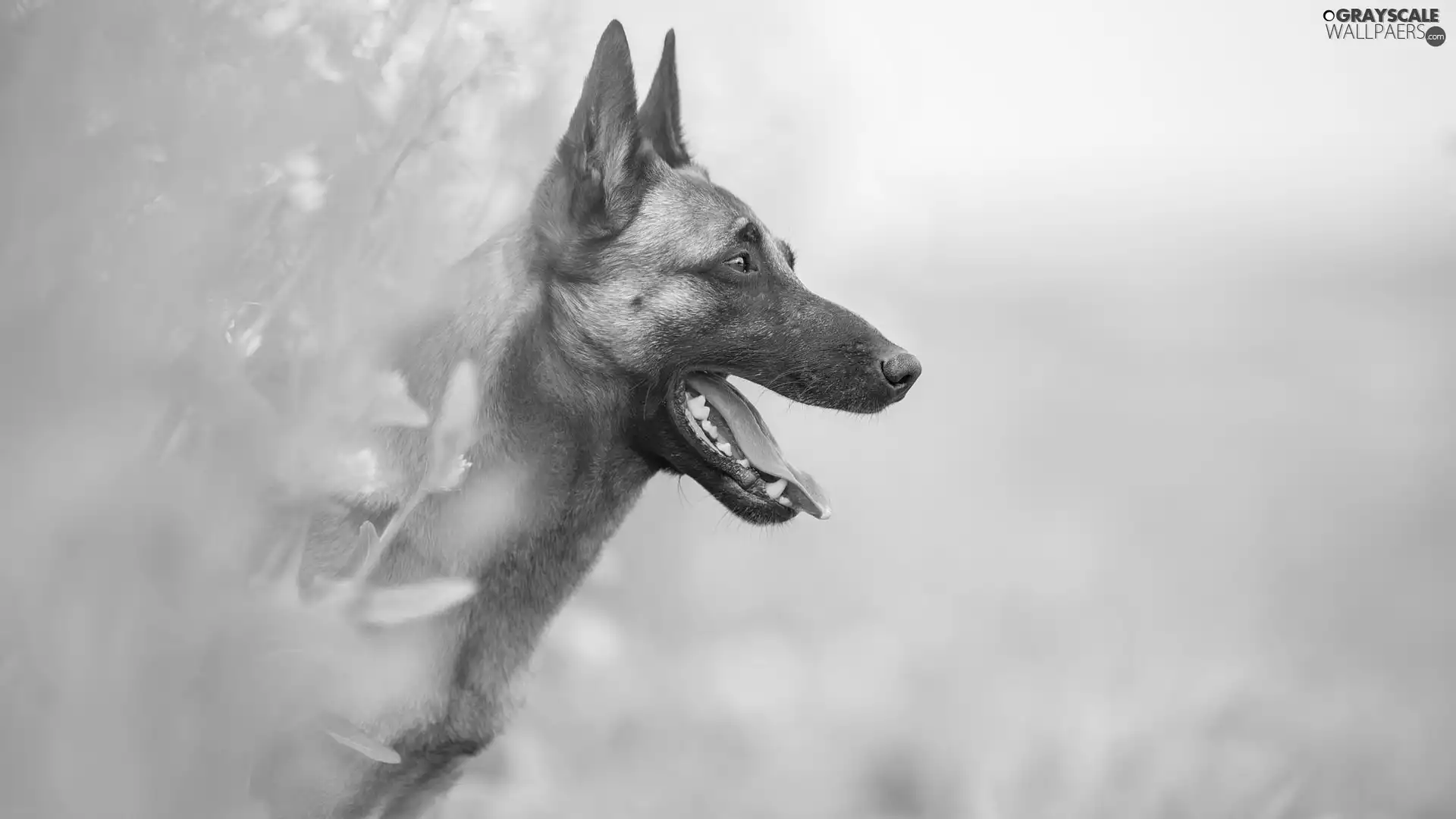 muzzle, dog, Belgian Shepherd Malinois