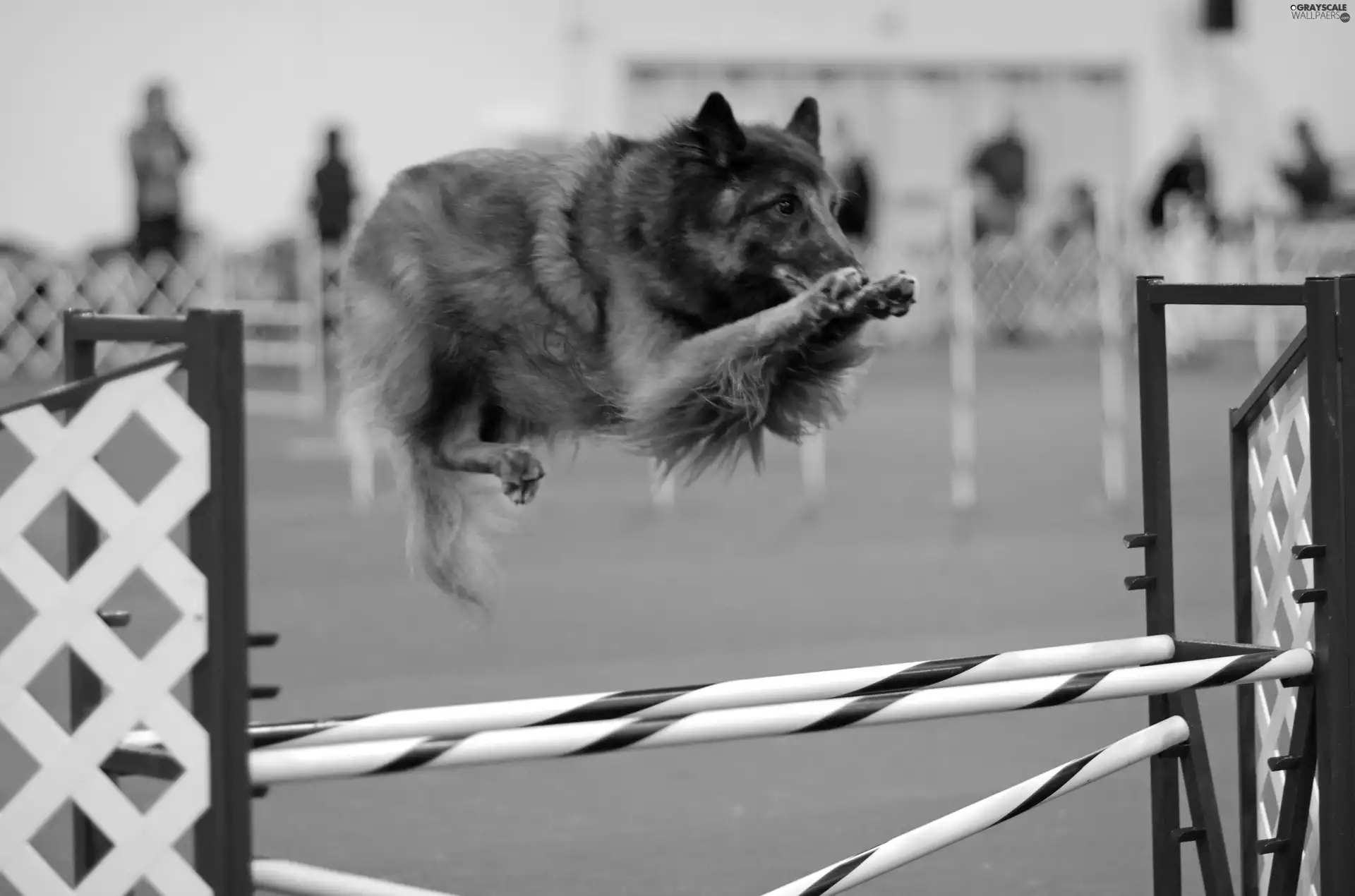 skipping, Belgian Shepherd Tervuren