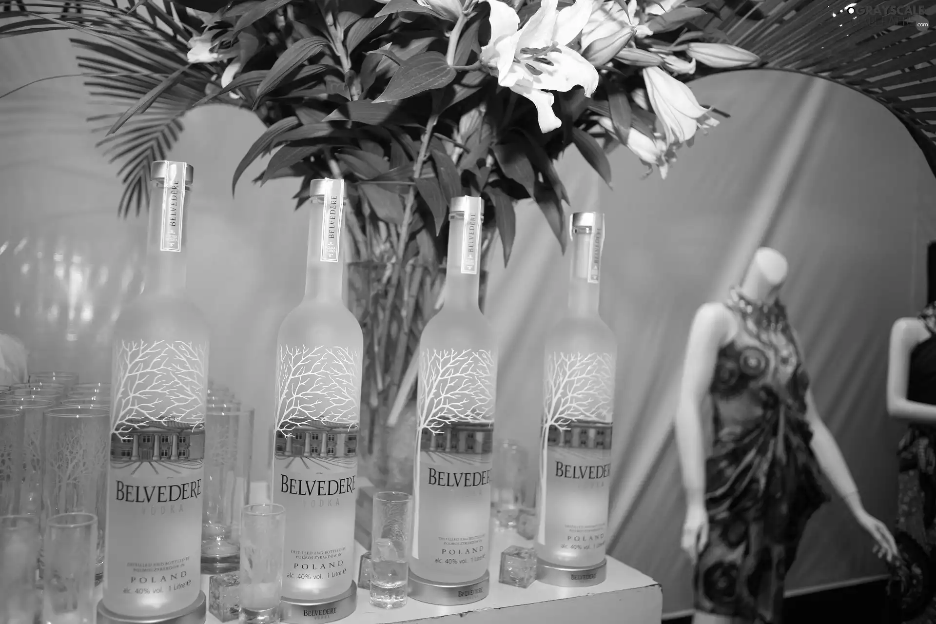 vodka, Belvedere