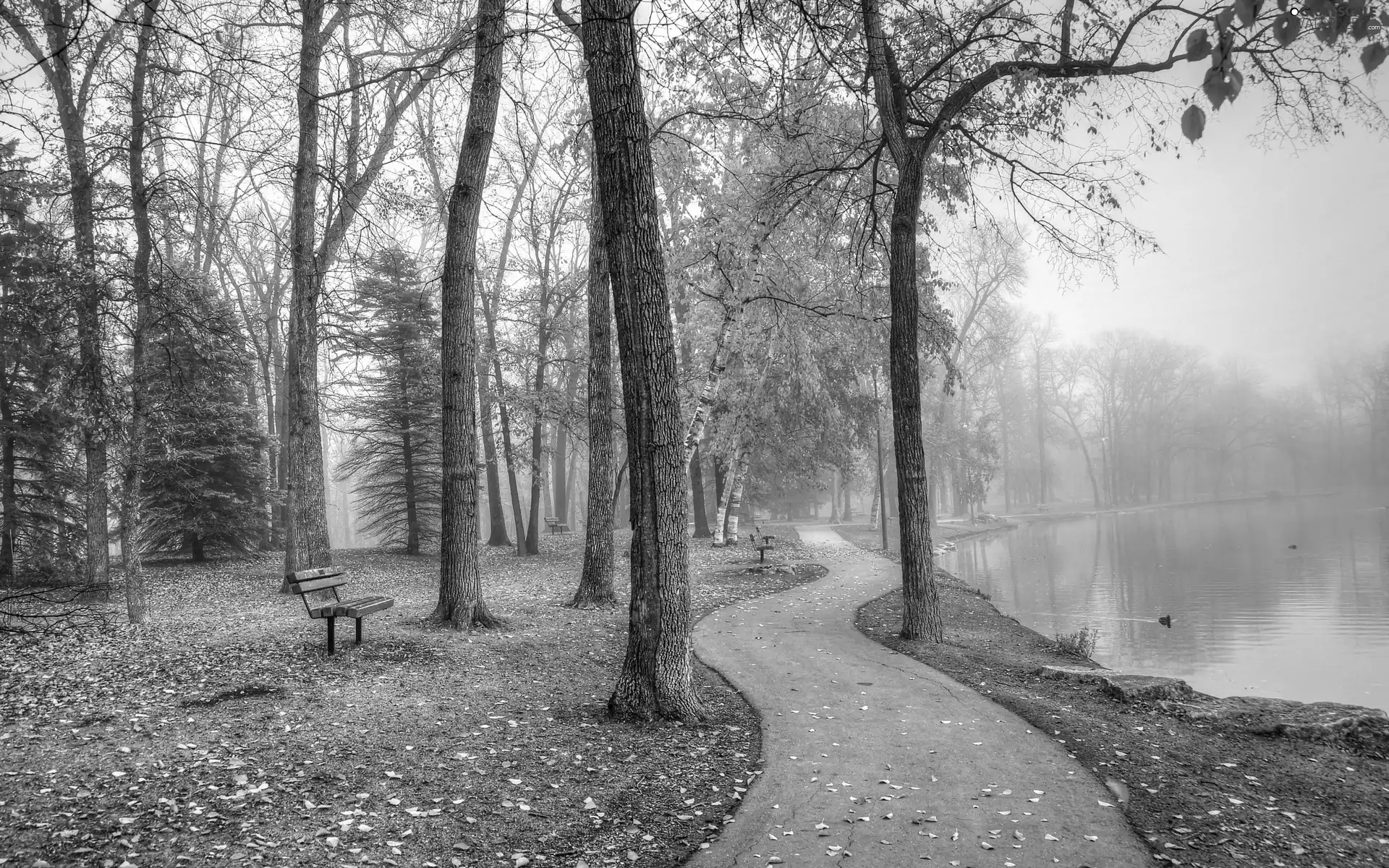 Fog, River, Leaf, ducks, Park, bench, autumn