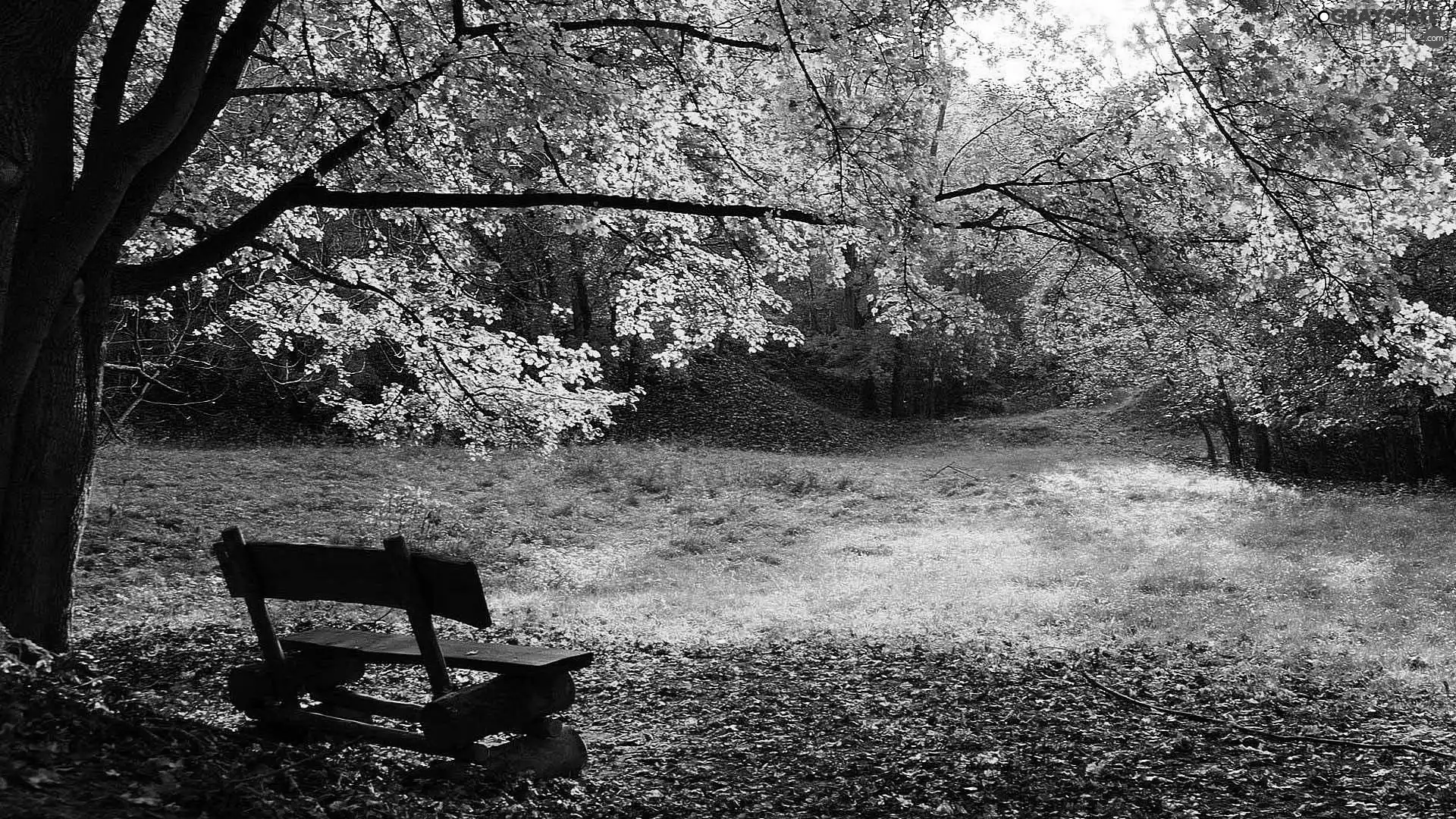 forest, Bench, autumn, car in the meadow