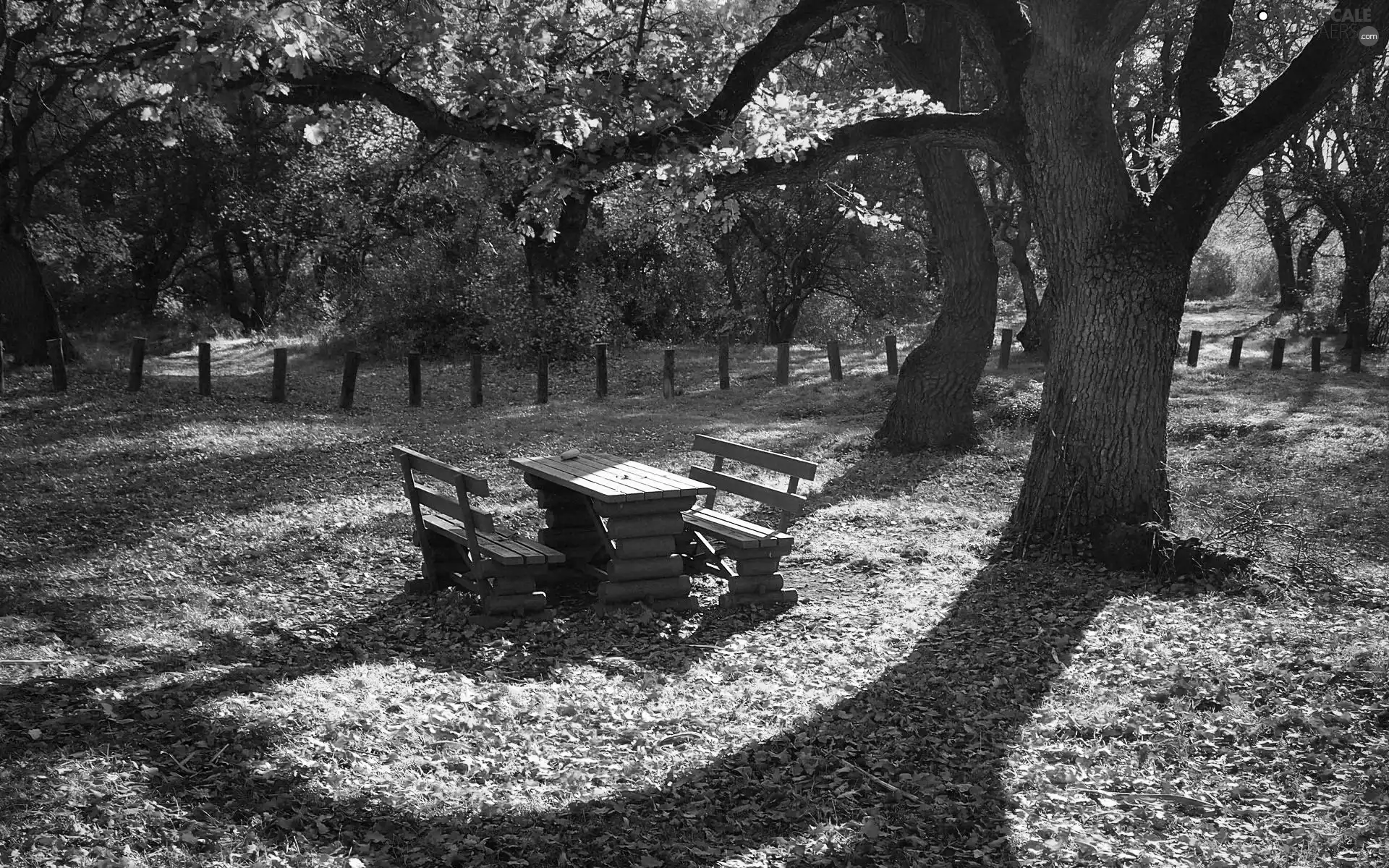 autumn, green ones, bench, Park