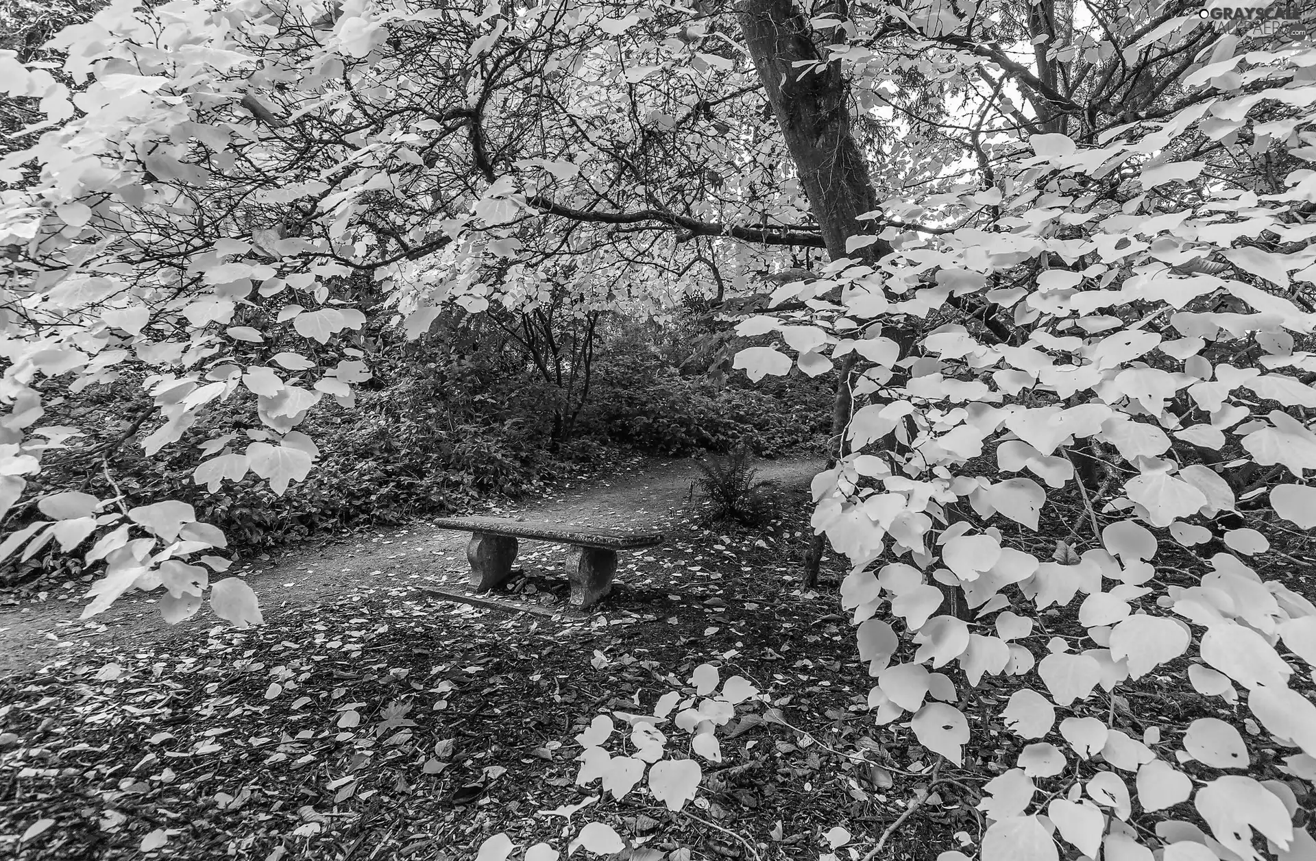 Bench, autumn, viewes, Path, trees