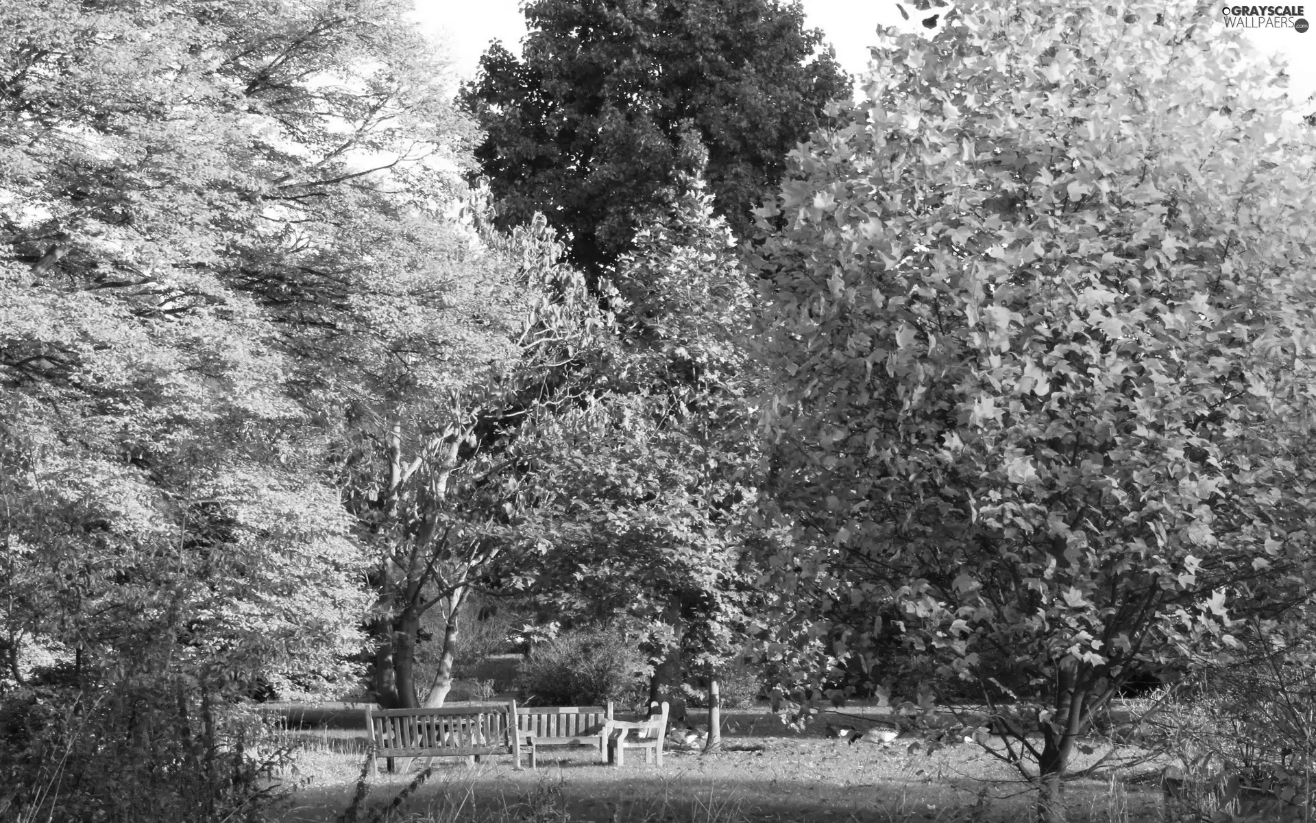 trees, Park, bench, autumn, viewes, color