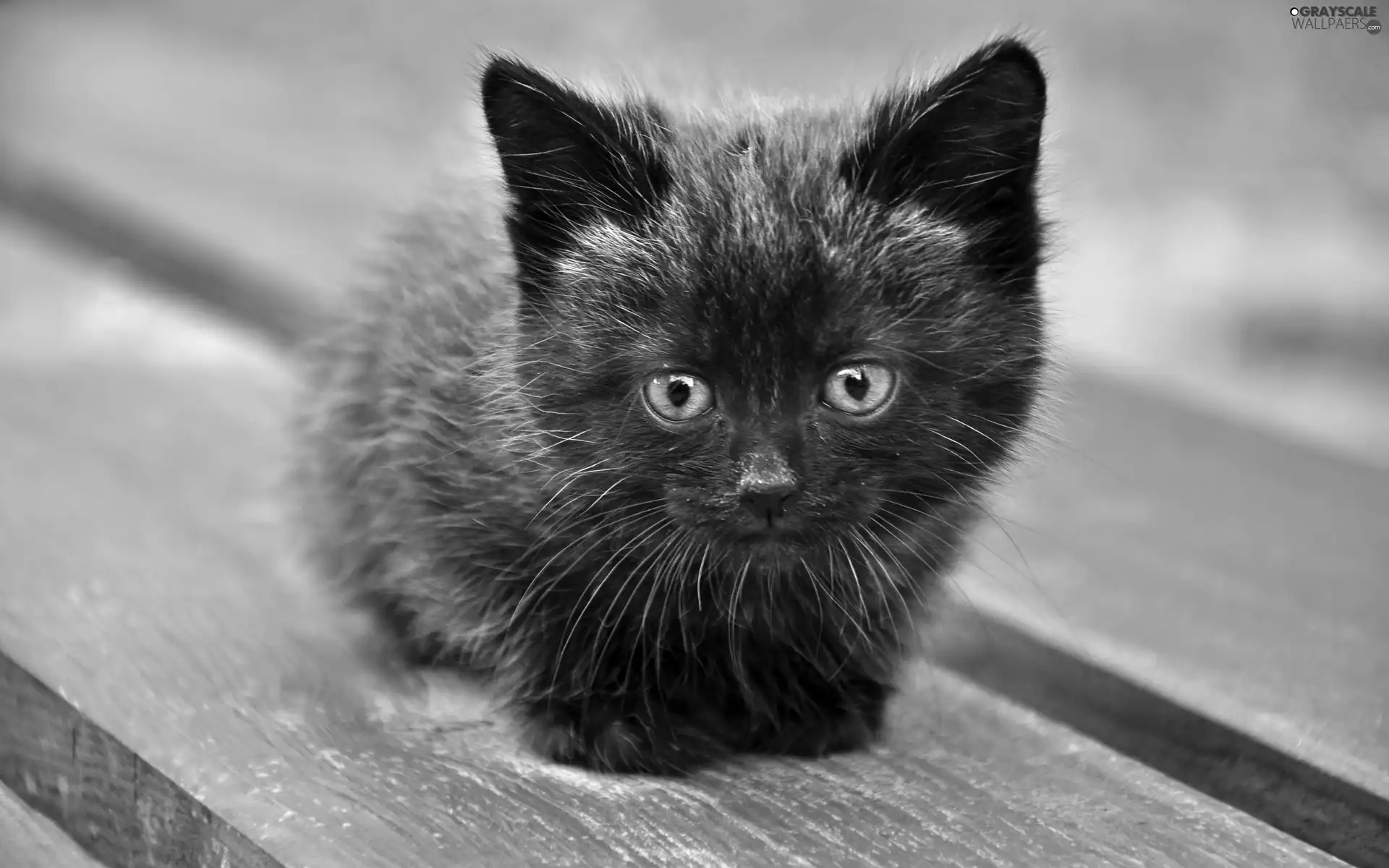 Black, sweet, Bench, kitten