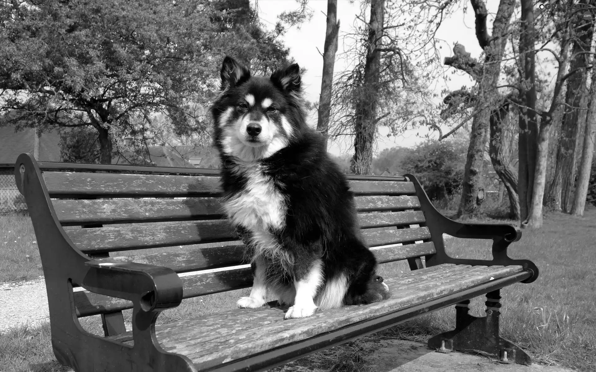 doggy, Bench