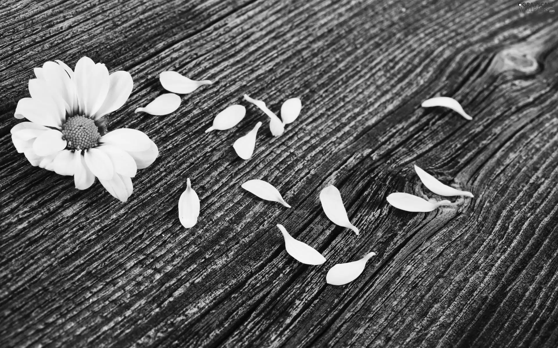 flower, flakes, Bench, scattered