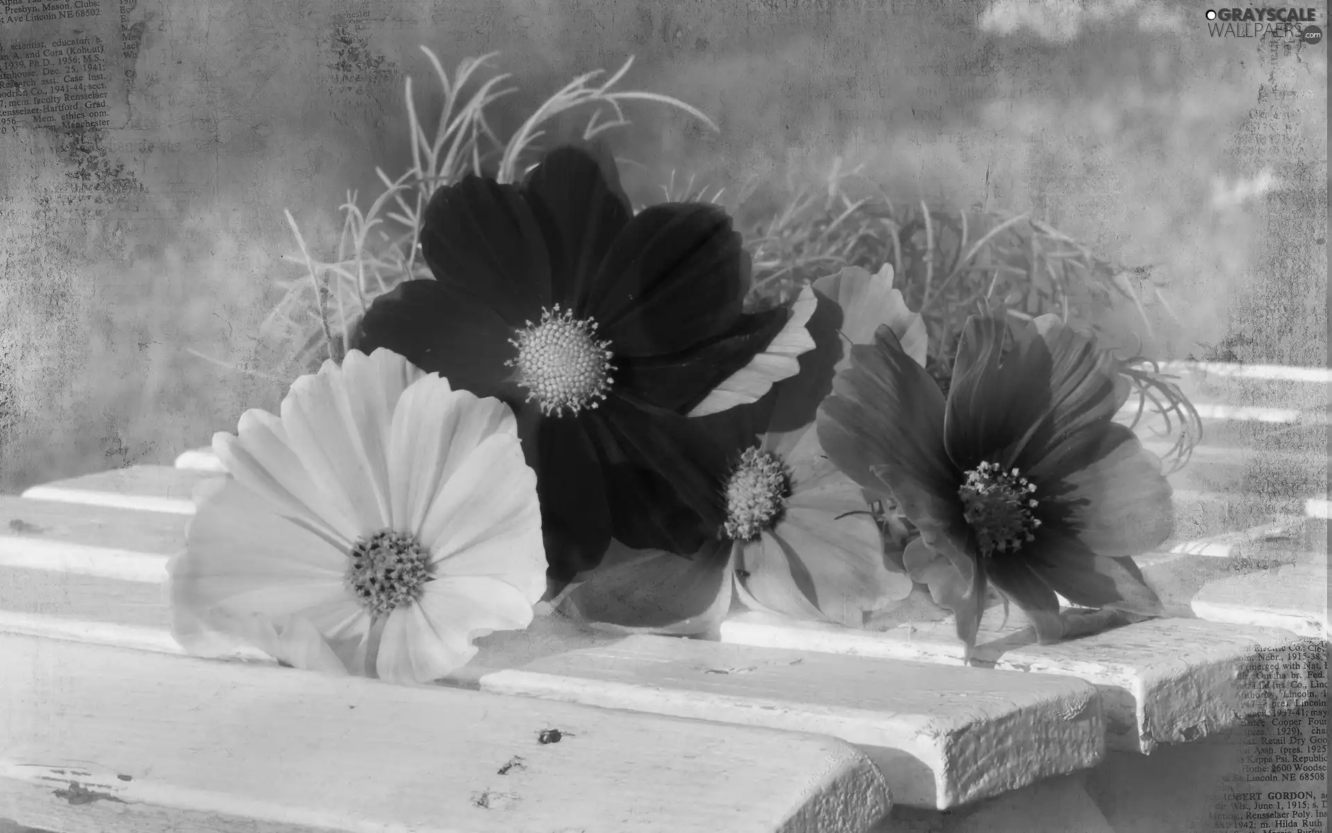 Flowers, White, Bench, Cosmos