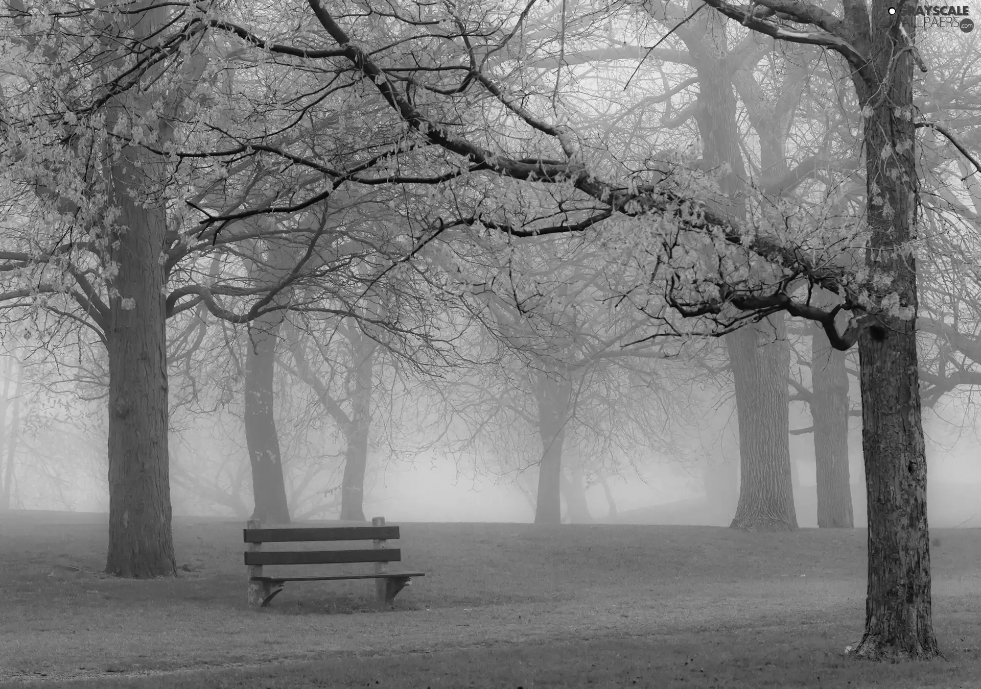 Bench, Fog, trees, viewes, Park