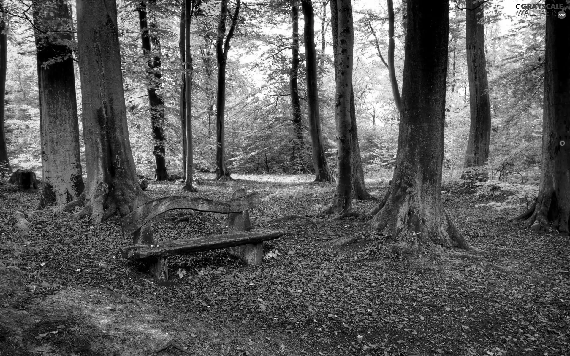 forest, Leaf, Bench, Autumn