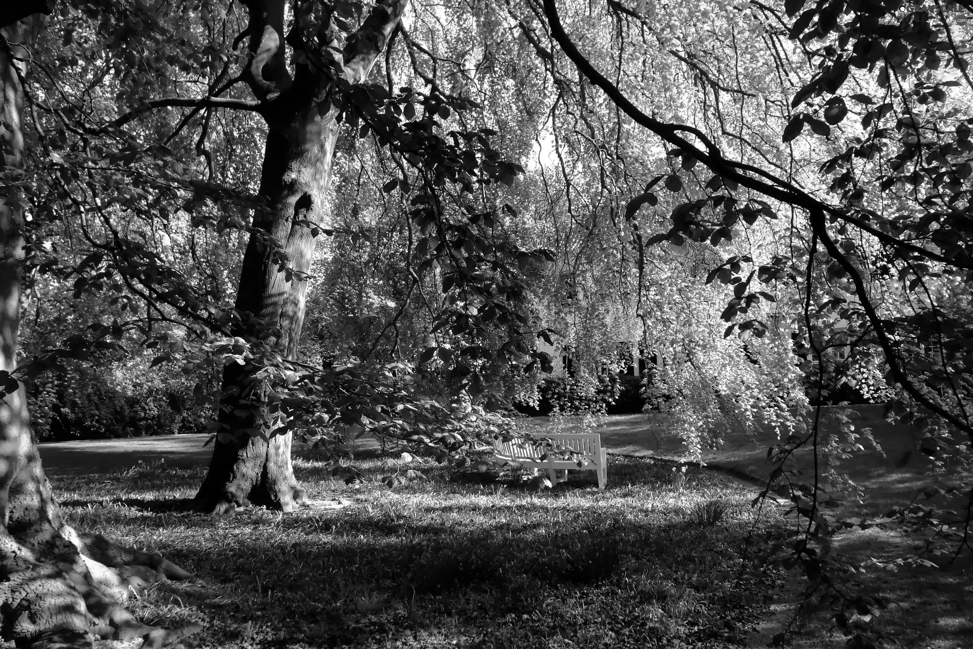 Bench, Park, lane