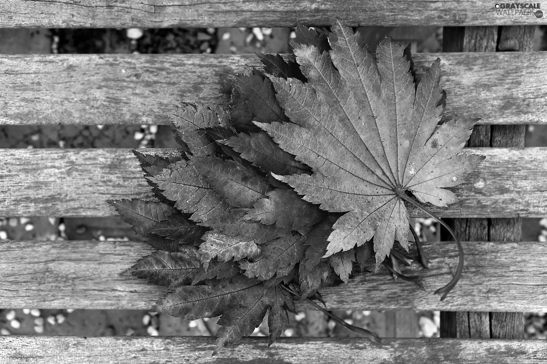 Bench, autumn, Leaf