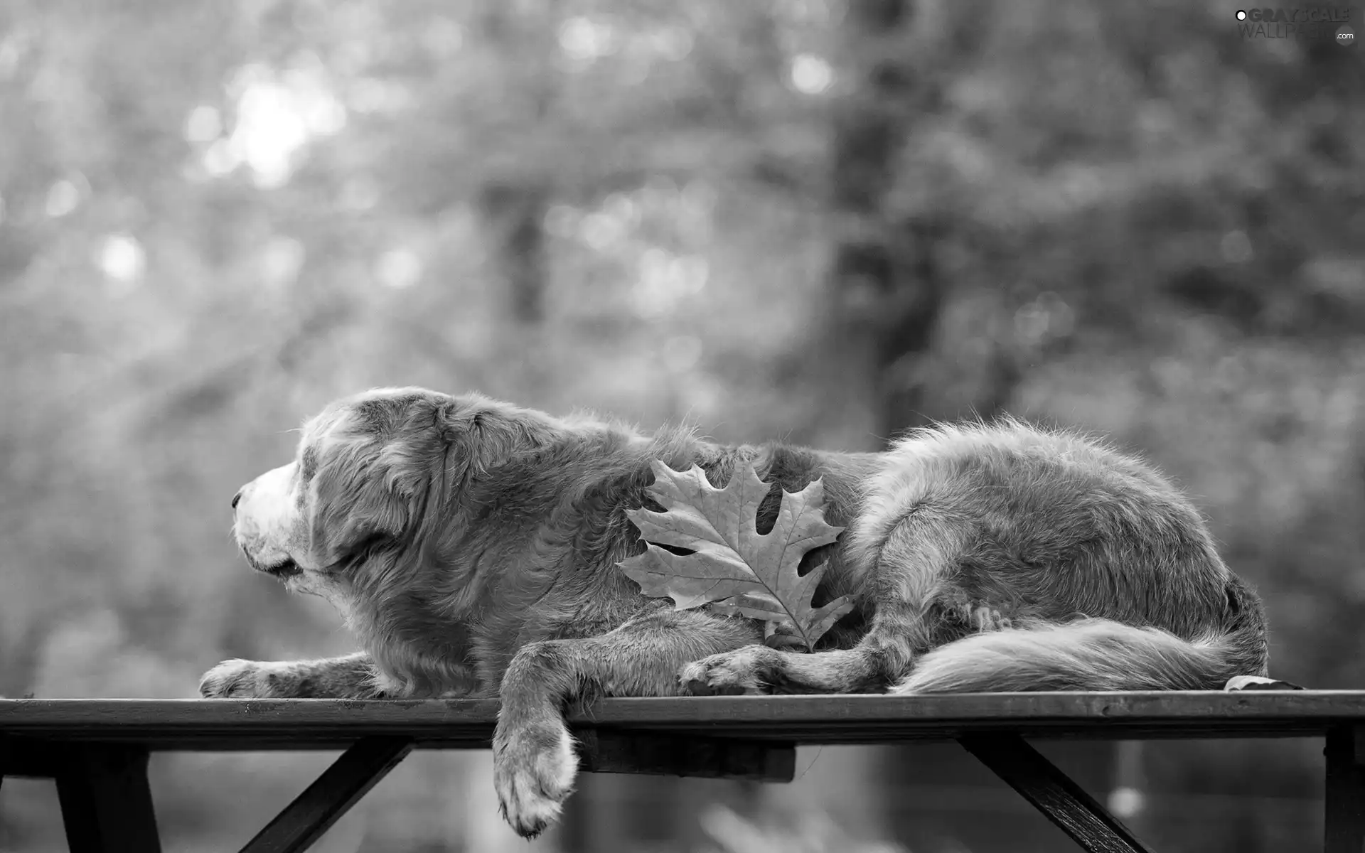 Bench, leaf, retriever, Park, golden