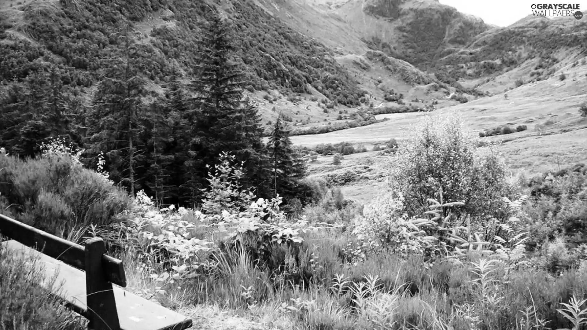 Mountains, VEGETATION, Bench, woods