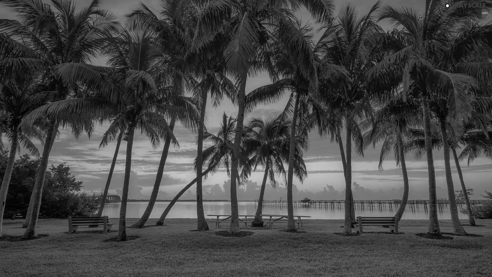 bench, sea, Palms