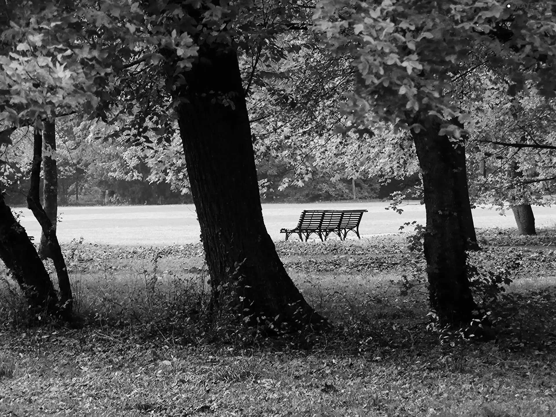 Bench, autumn, Park