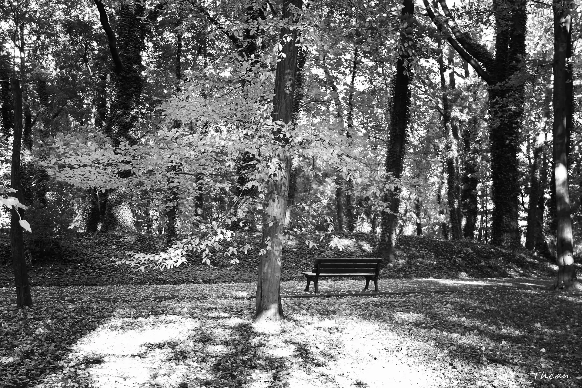 Bench, Autumn, Park