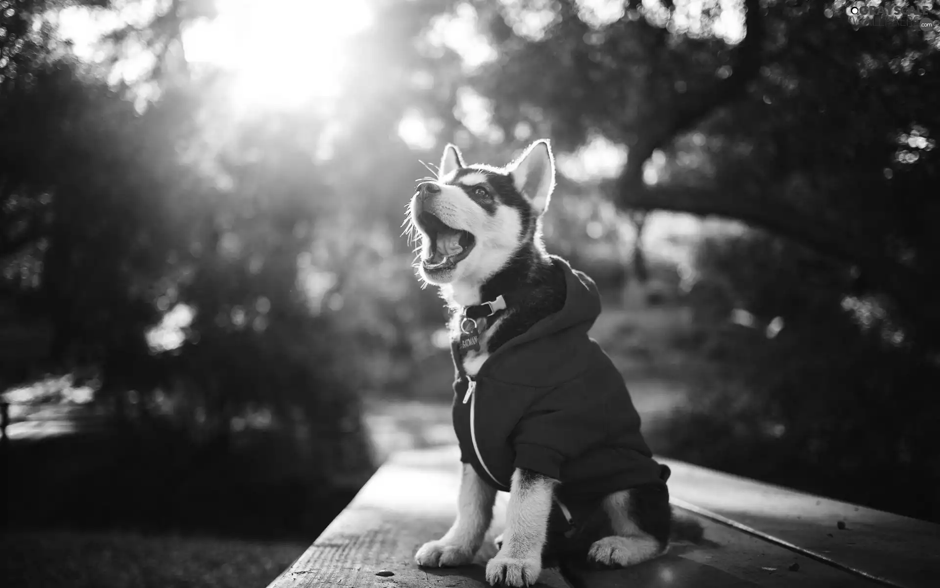 Bench, Park, puppie, clothes, Husky