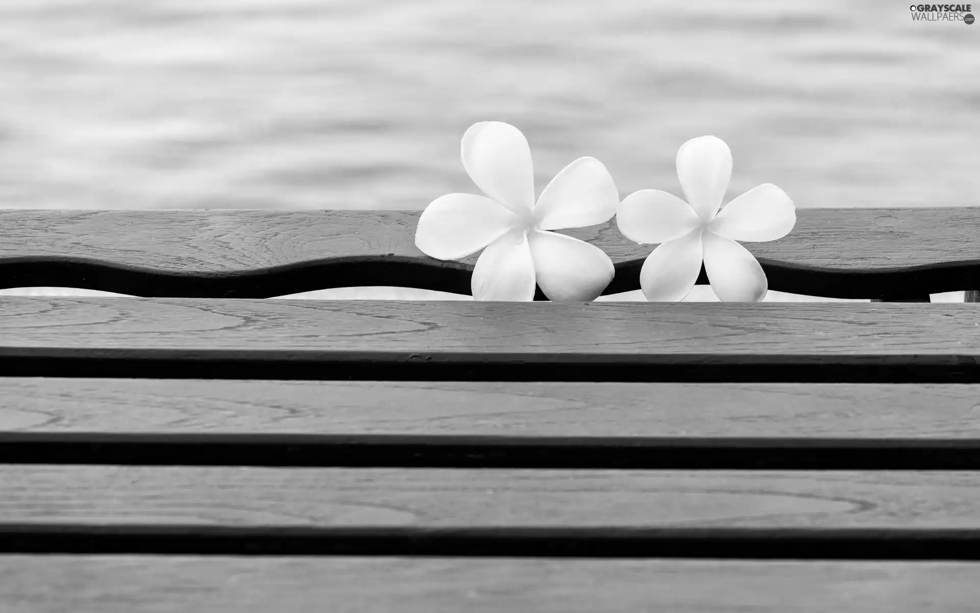 Two cars, Plumeria, Bench, Flowers, Pool