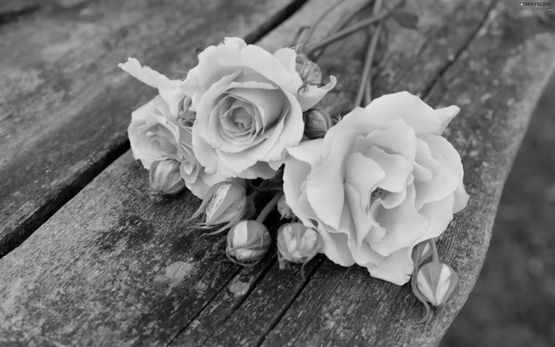 Bench, tea, roses