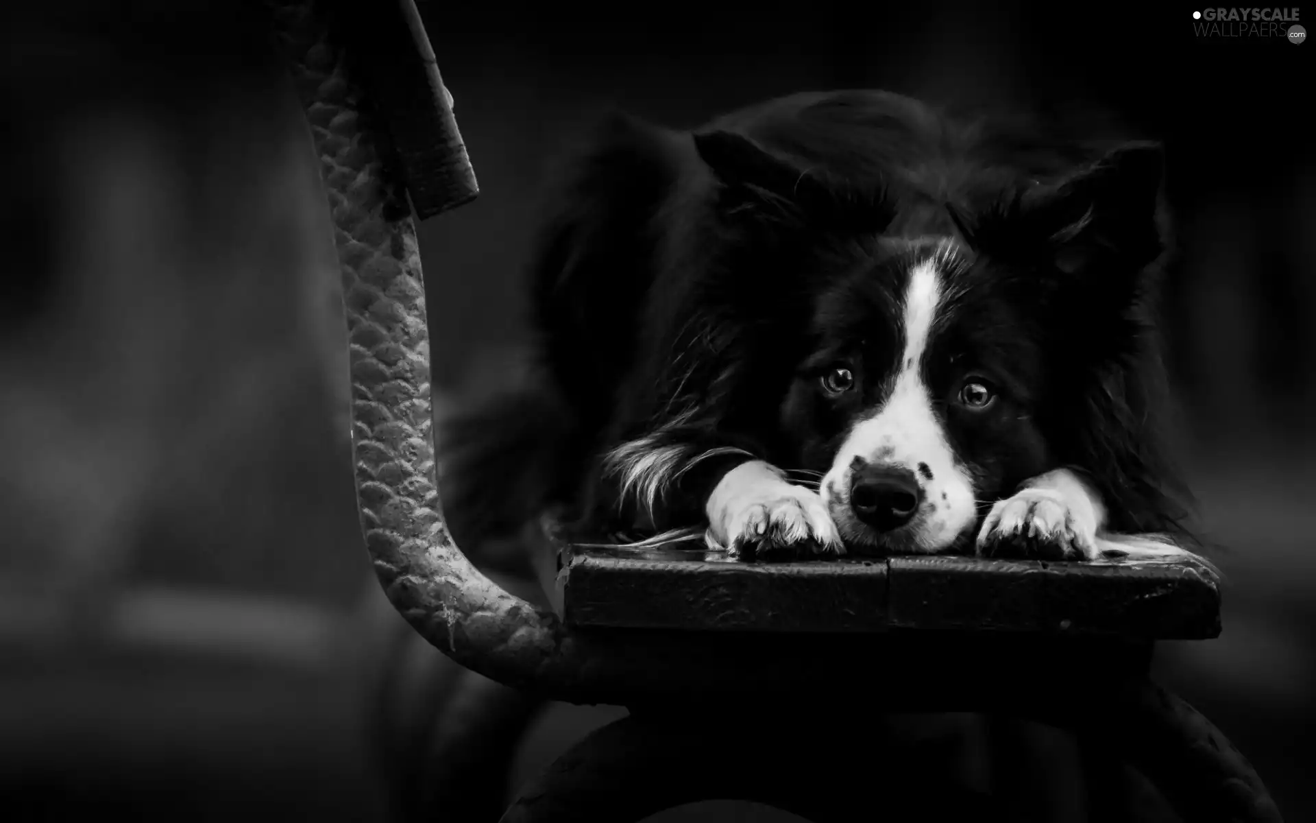 sad, Collie, Bench, Border