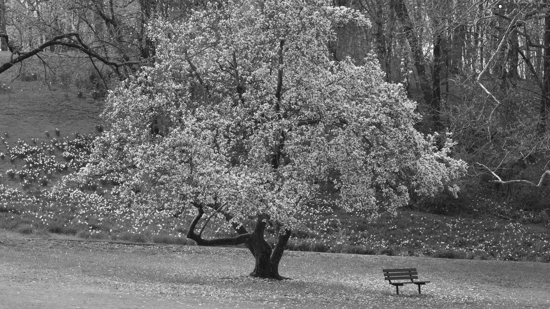 forest, flourishing, Bench, Spring, Flowers, trees