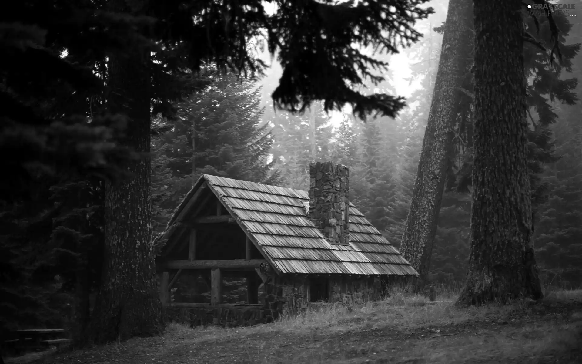 ligh, shed, trees, flash, viewes, forest, bench, luminosity, sun, Przebijające