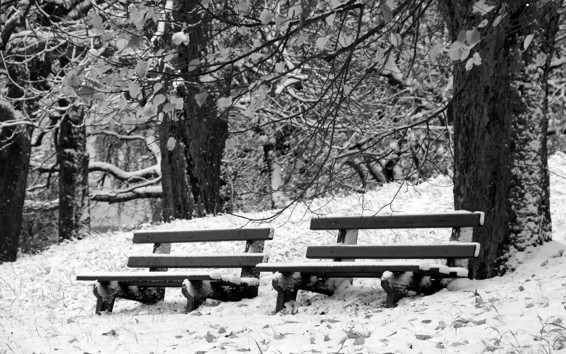 bench, winter, trees, viewes, Park