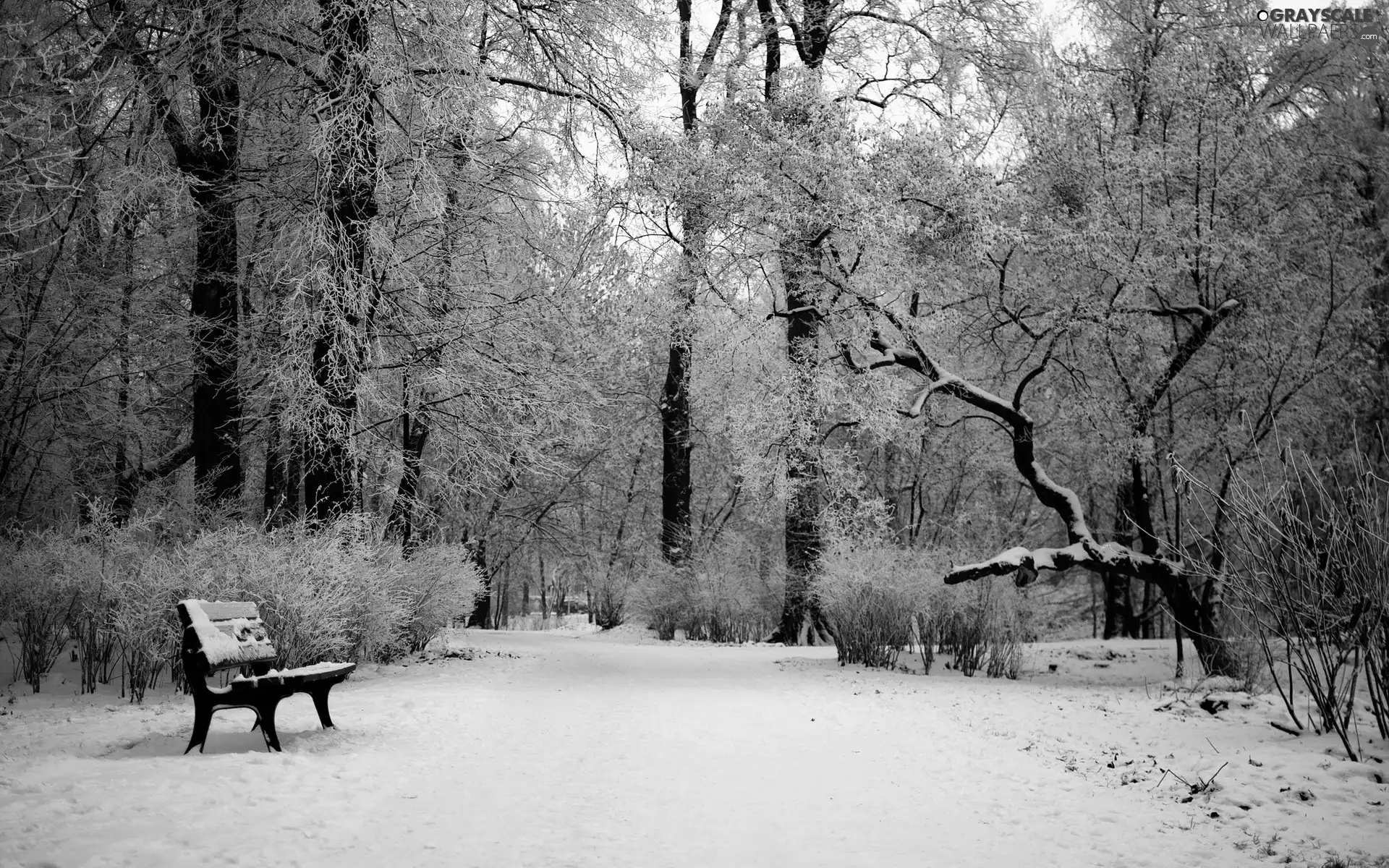 Bench, winter, trees, viewes, Park